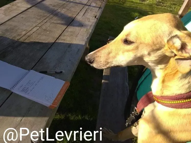 Bellino adozione levrieri galgo 10
