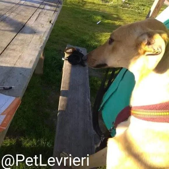 Bellino adozione levrieri galgo 11