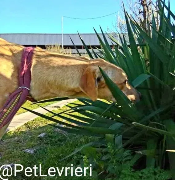 Bellino adozione levrieri galgo 12