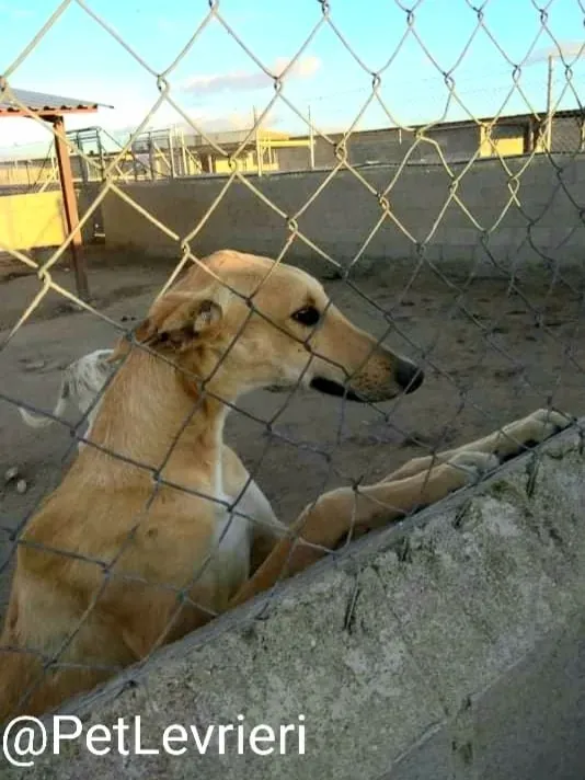 Bellino adozione levrieri galgo 13