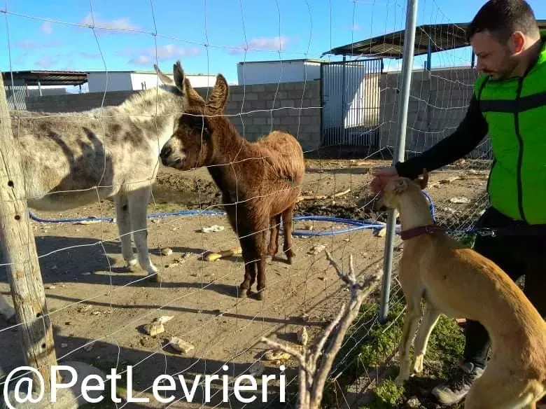 Bellino adozione levrieri galgo 14