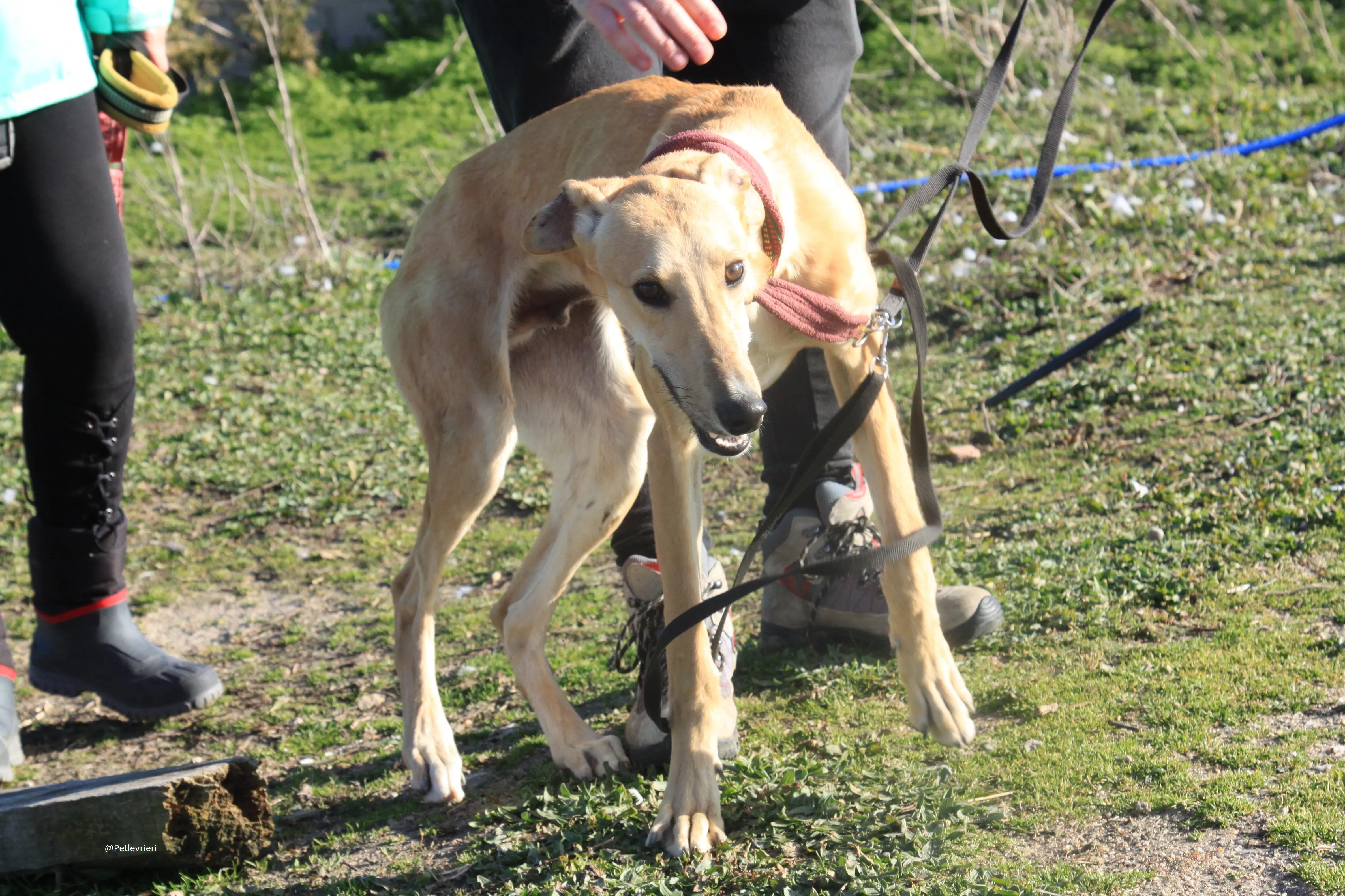 Bellino adozione levrieri galgo 20