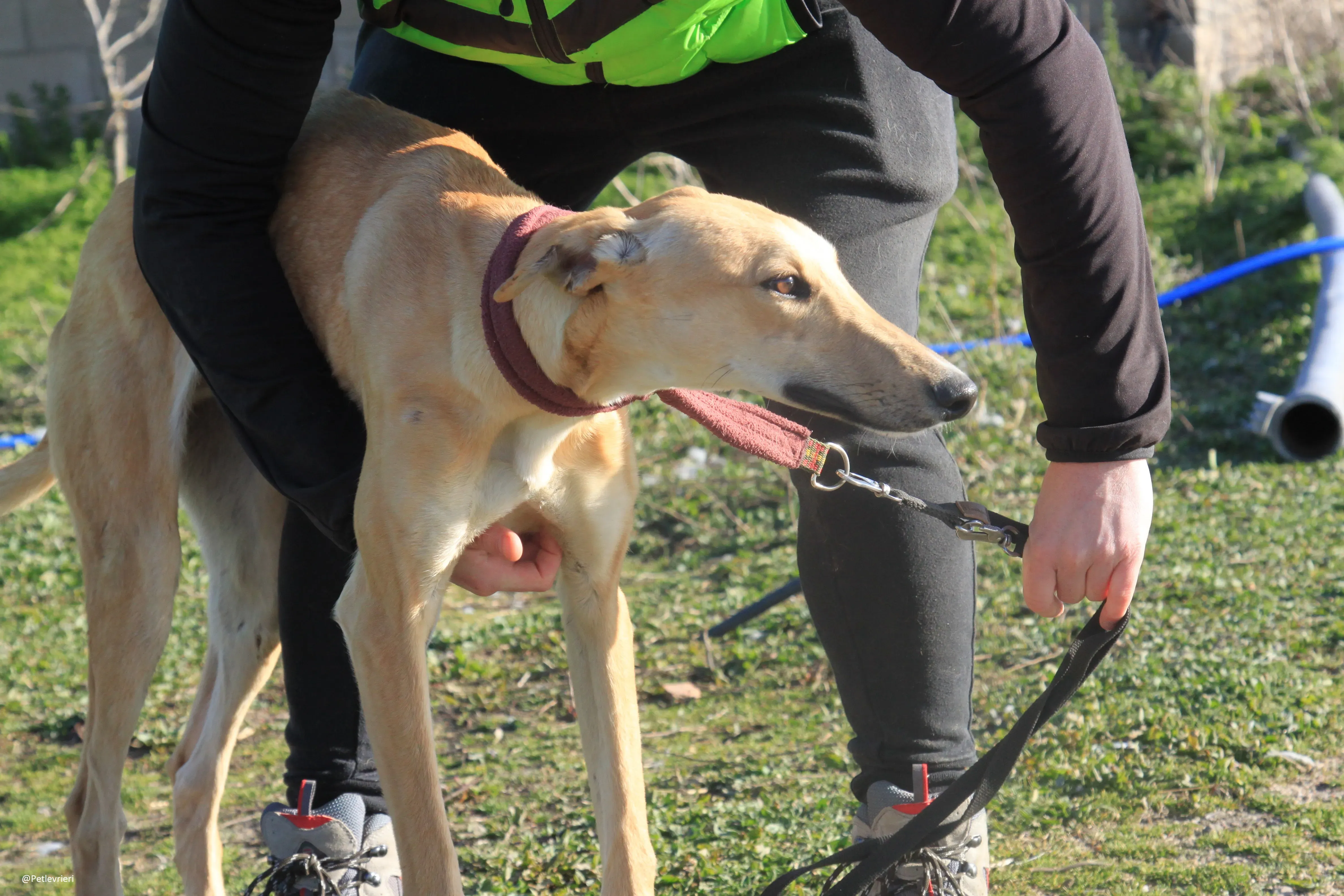 Bellino adozione levrieri galgo 21