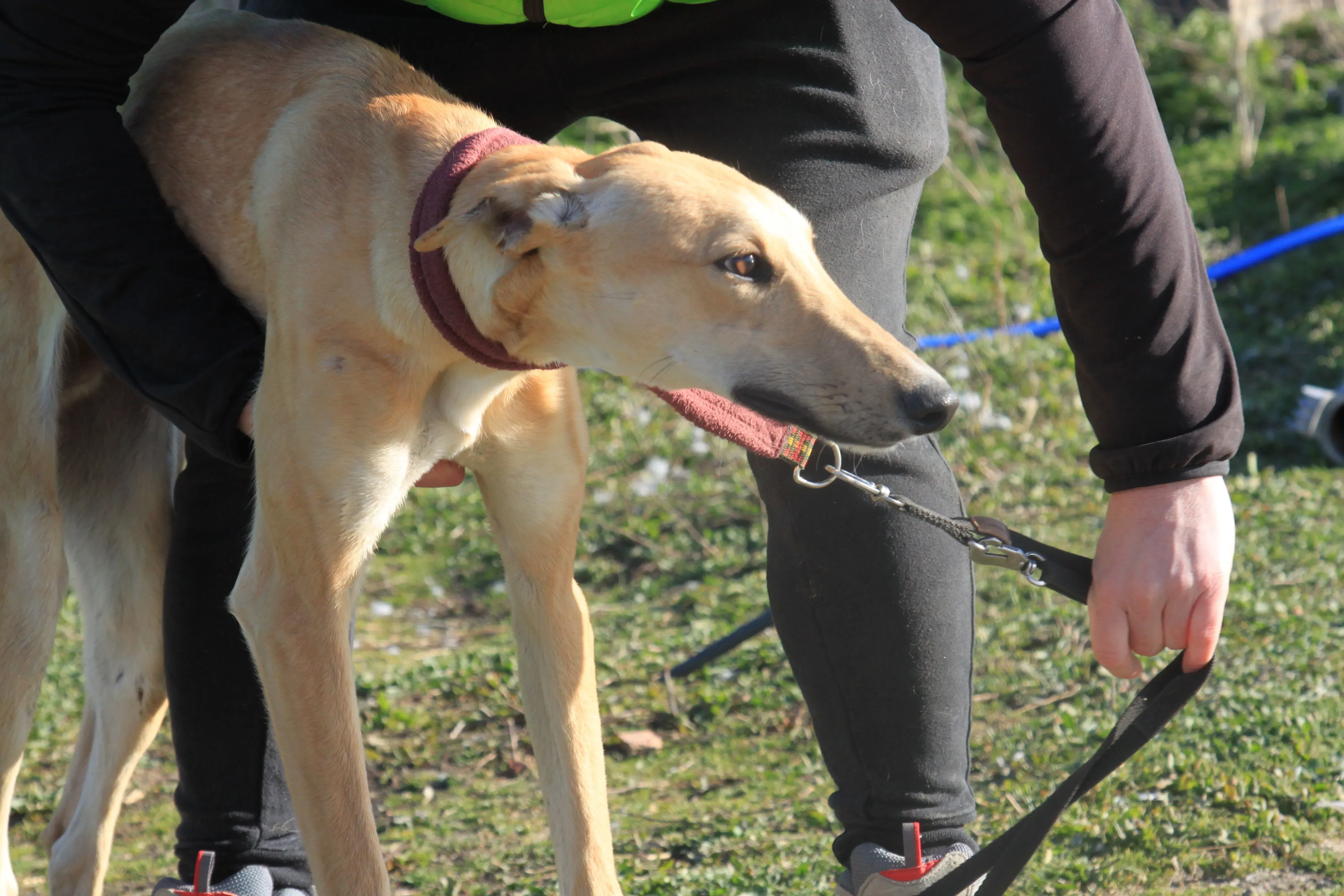 Bellino adozione levrieri galgo 22