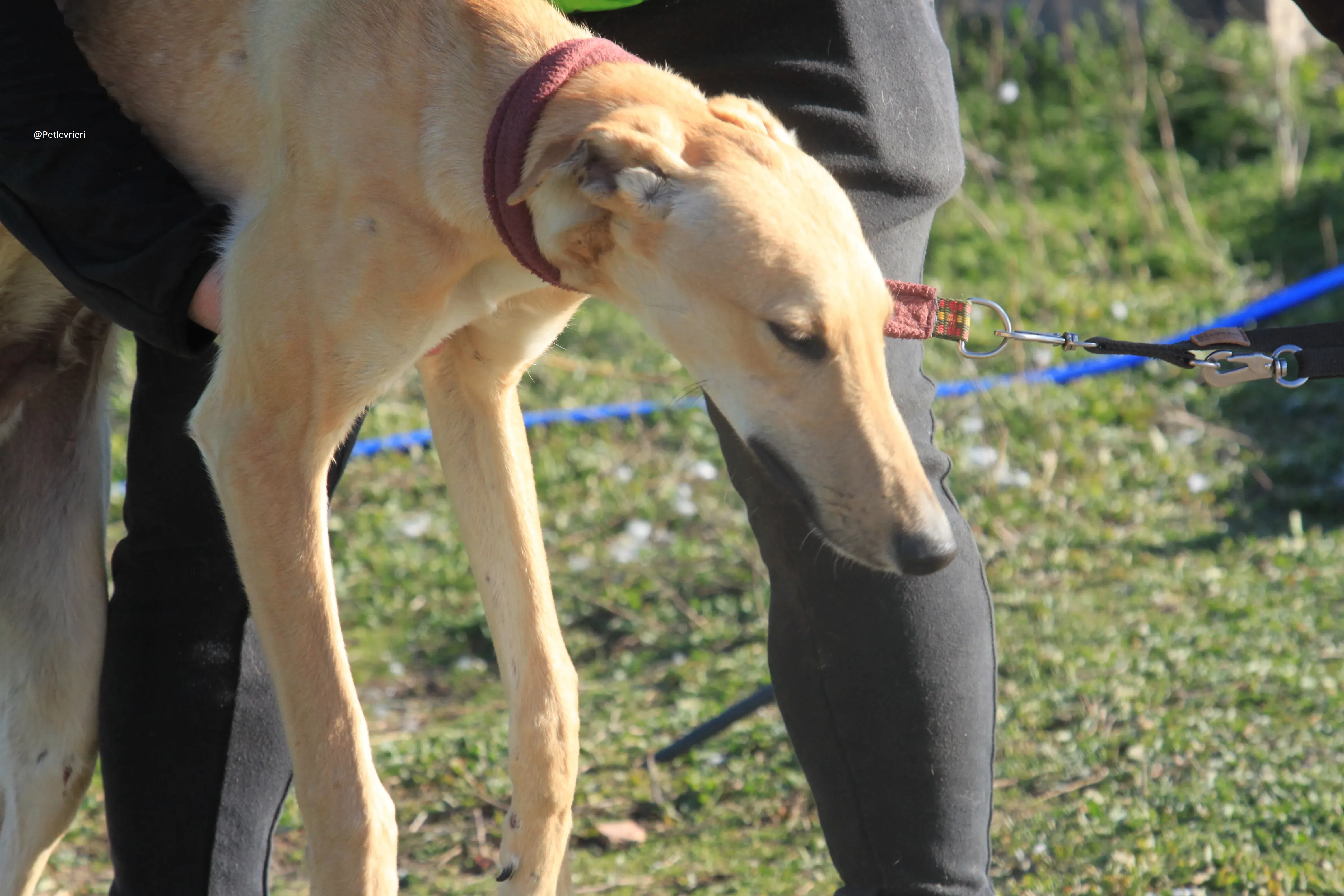 Bellino adozione levrieri galgo 23