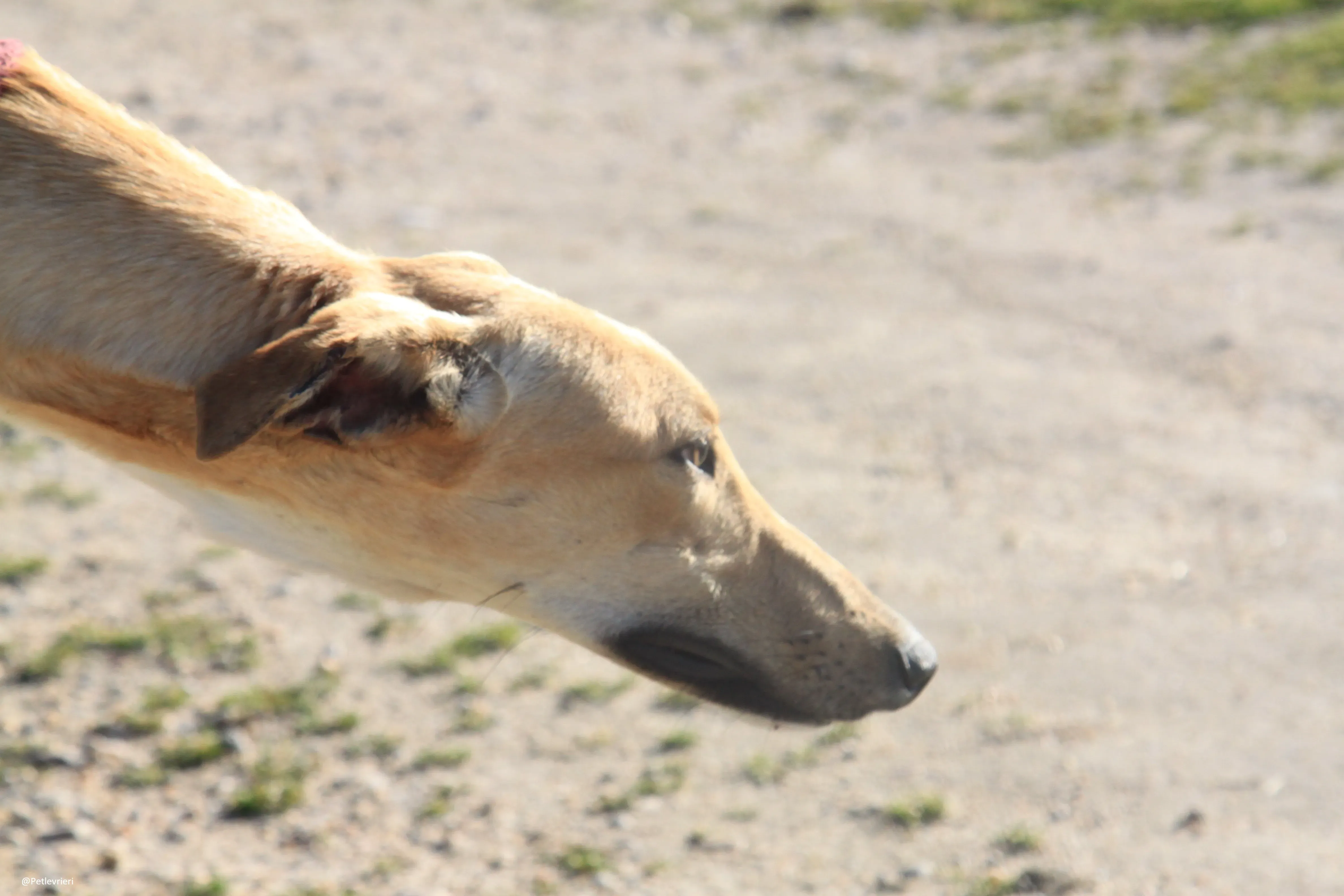 Bellino adozione levrieri galgo 24