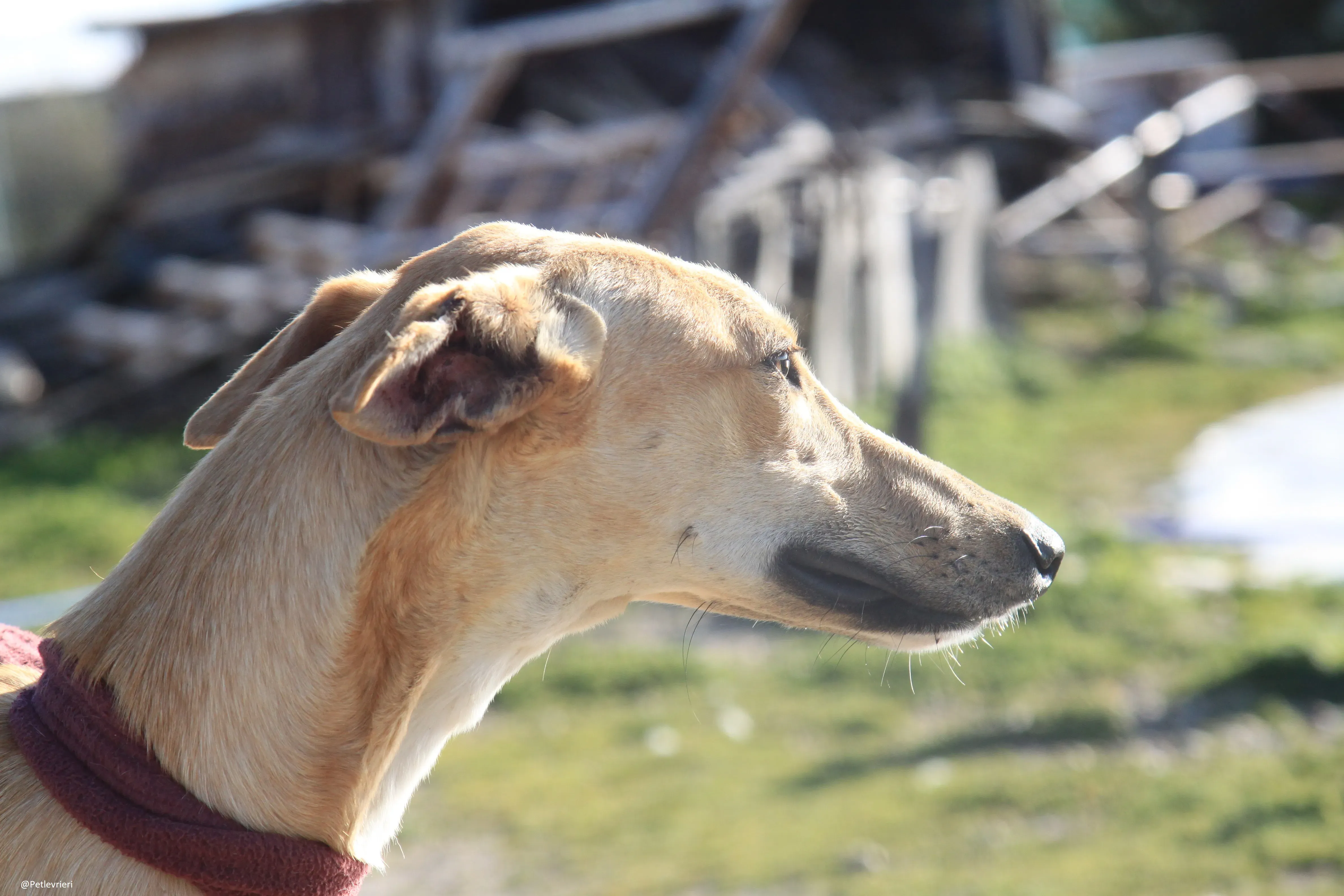 Bellino adozione levrieri galgo 25