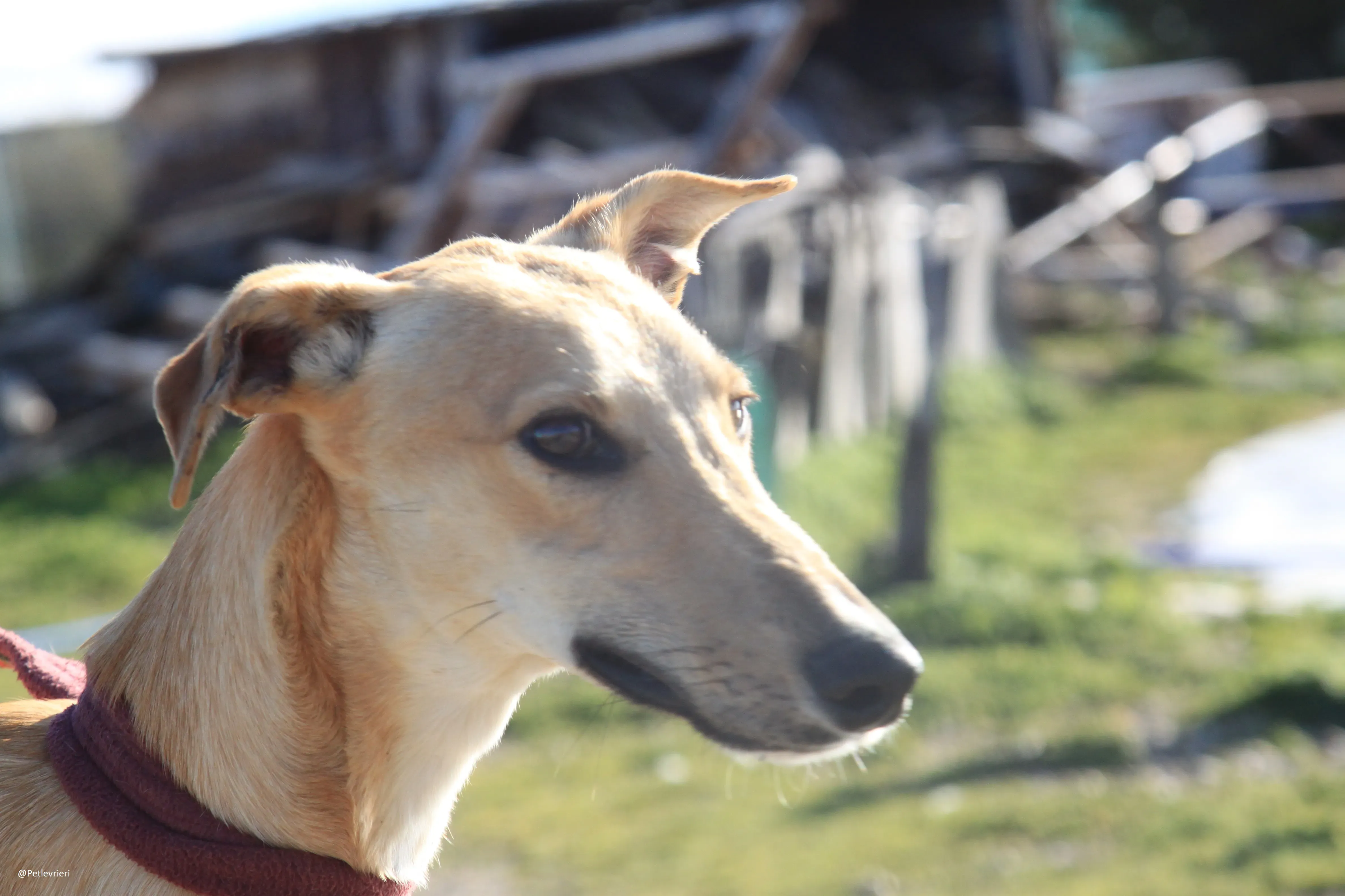 Bellino adozione levrieri galgo 26