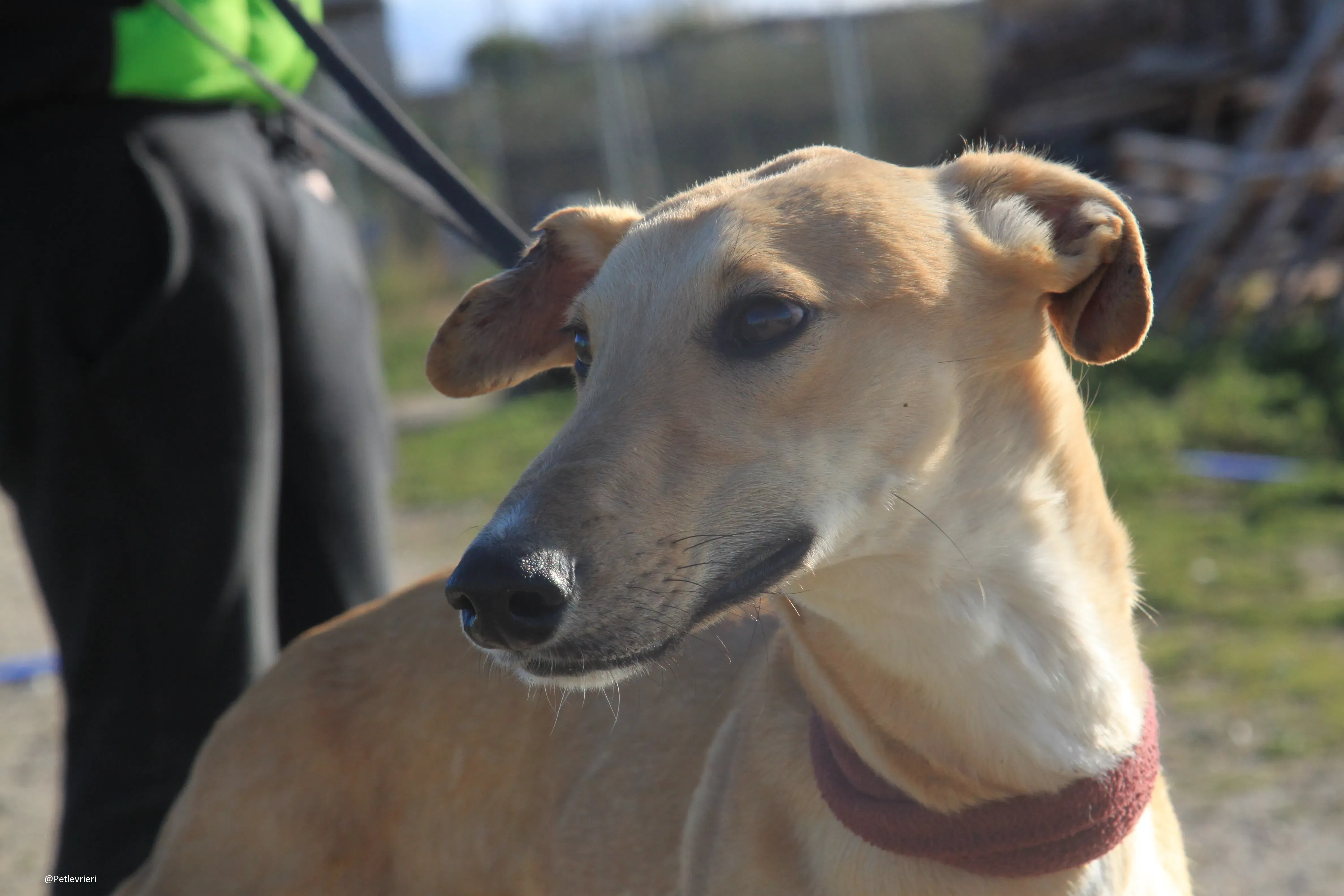 Bellino adozione levrieri galgo 27