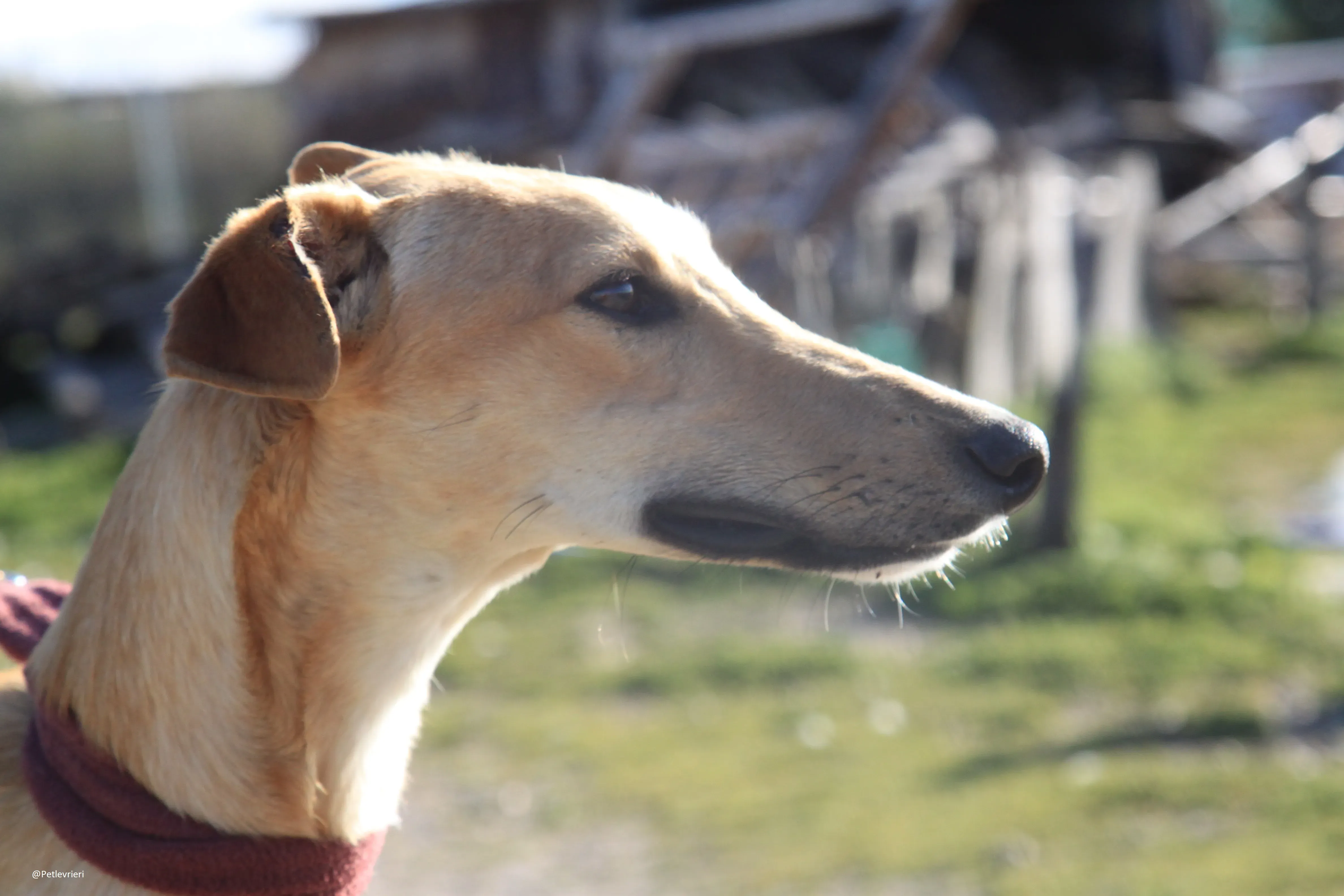 Bellino adozione levrieri galgo 28