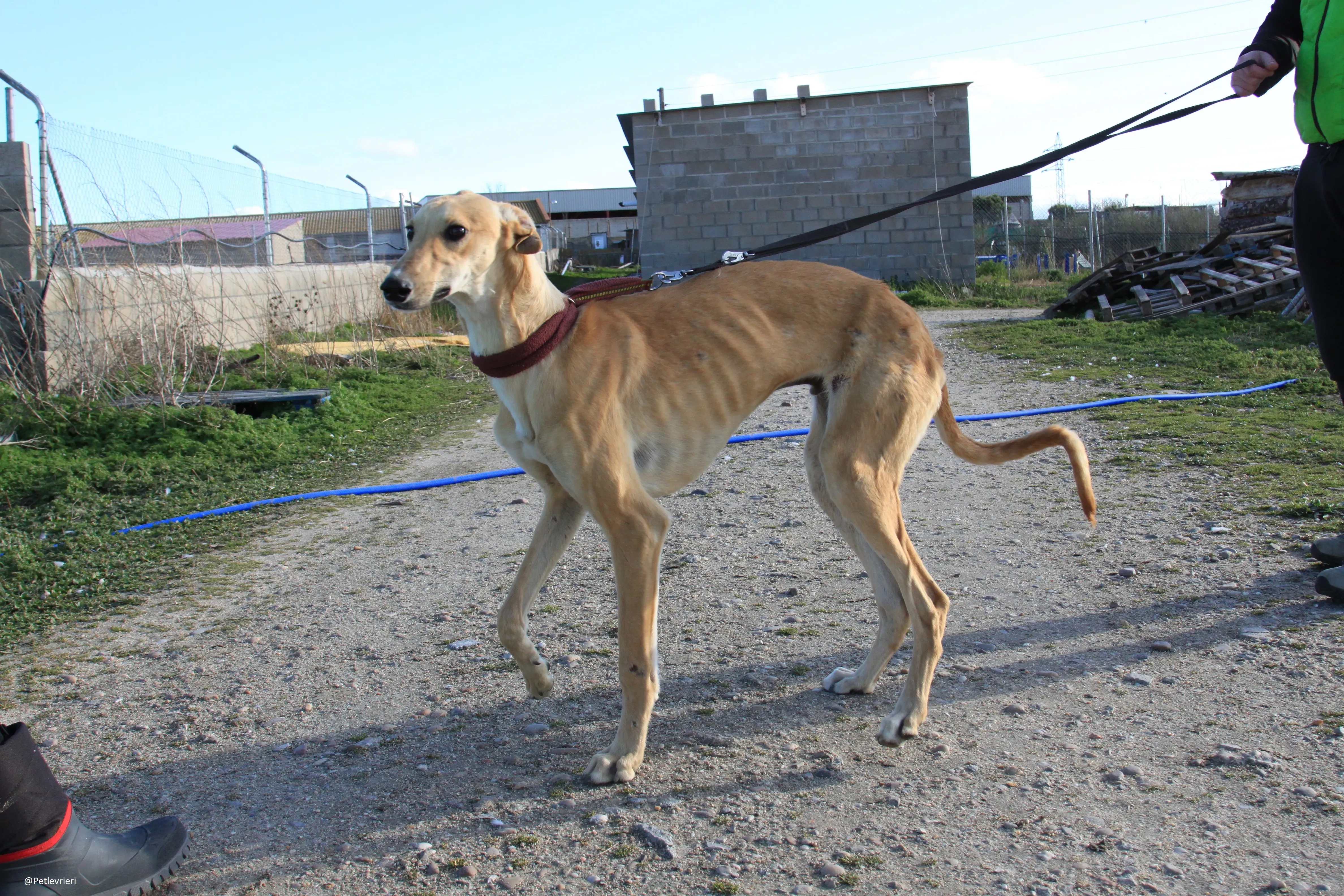 Bellino adozione levrieri galgo 29