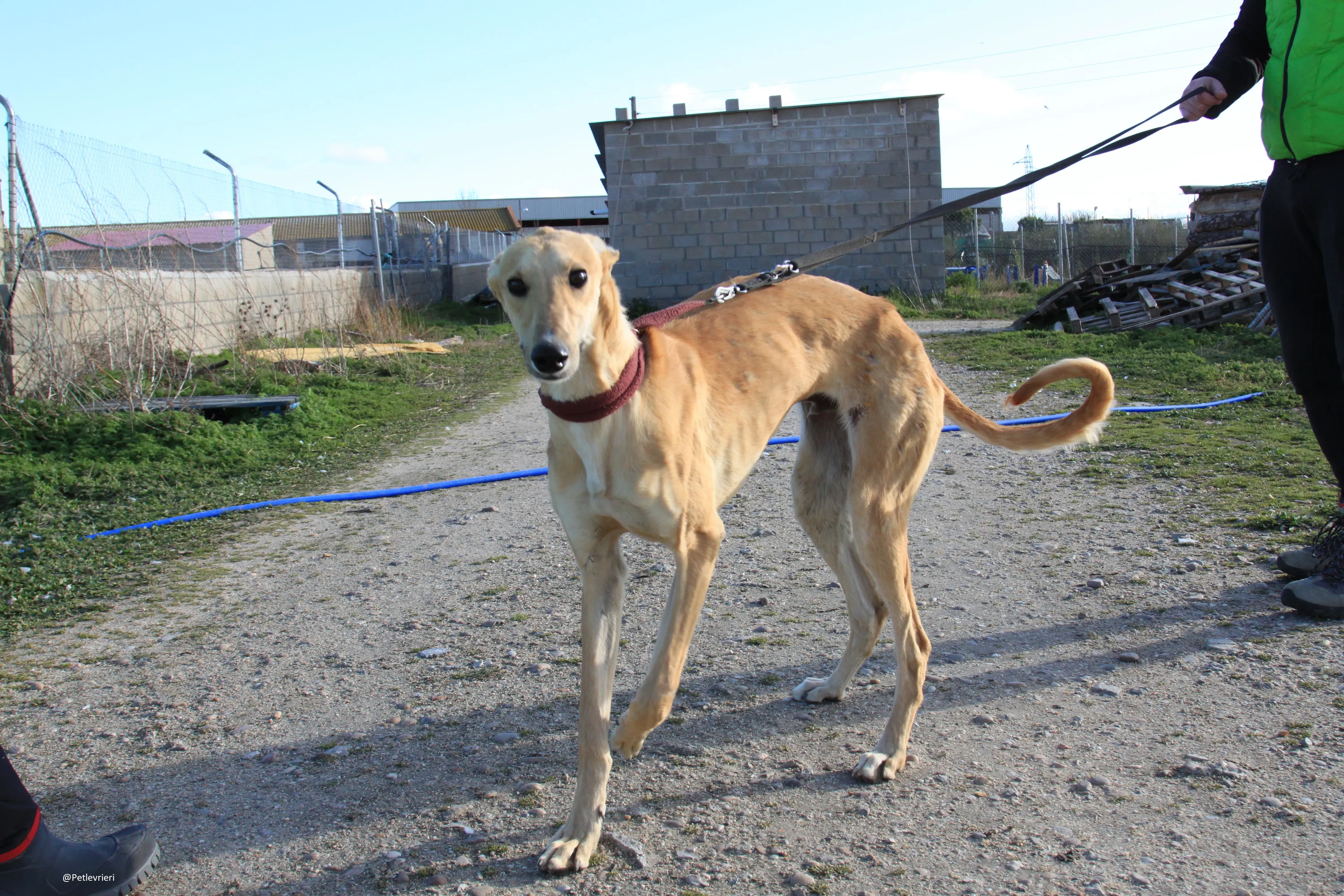 Bellino adozione levrieri galgo 30