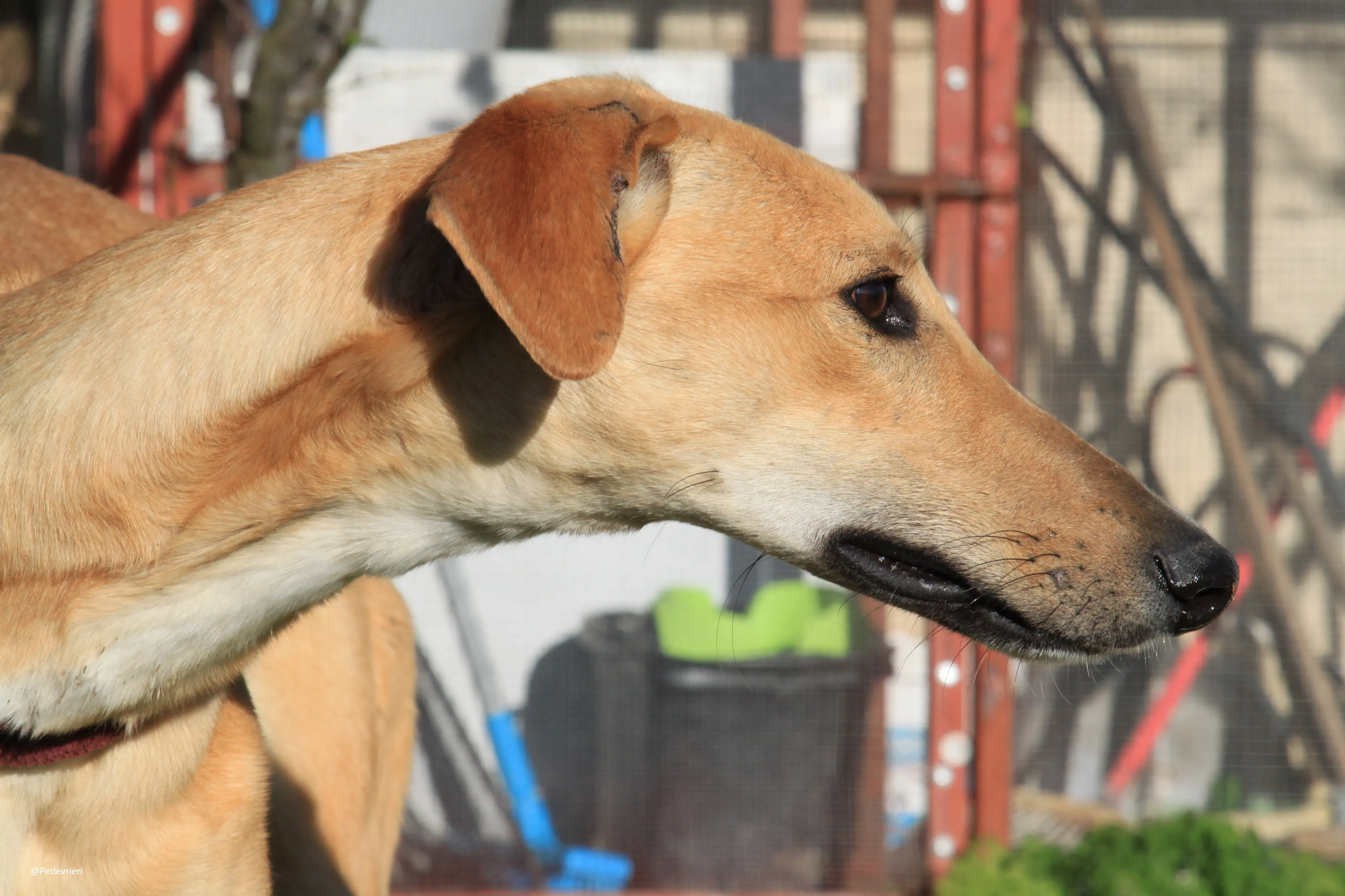 Bellino adozione levrieri galgo 31