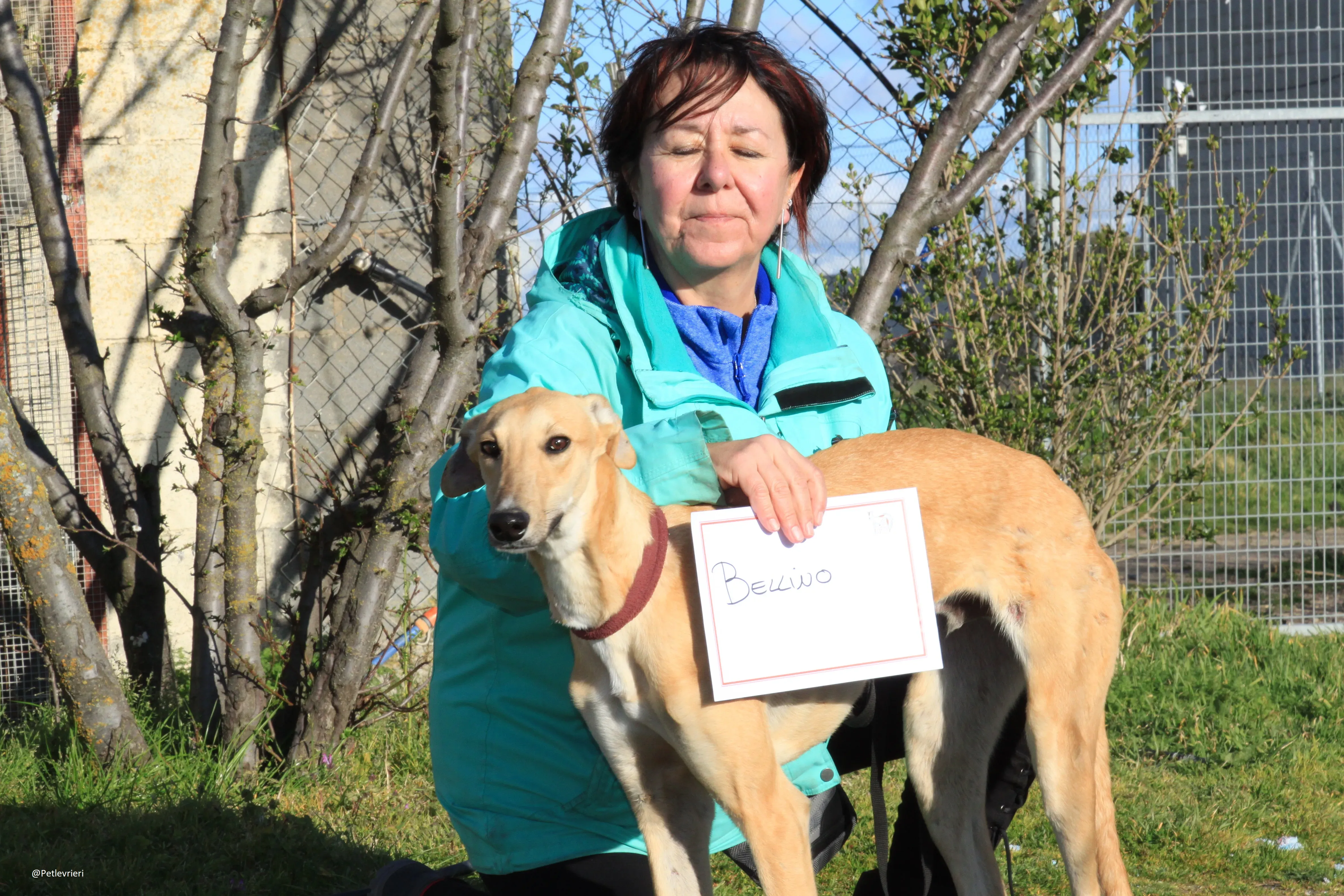 Bellino adozione levrieri galgo 32