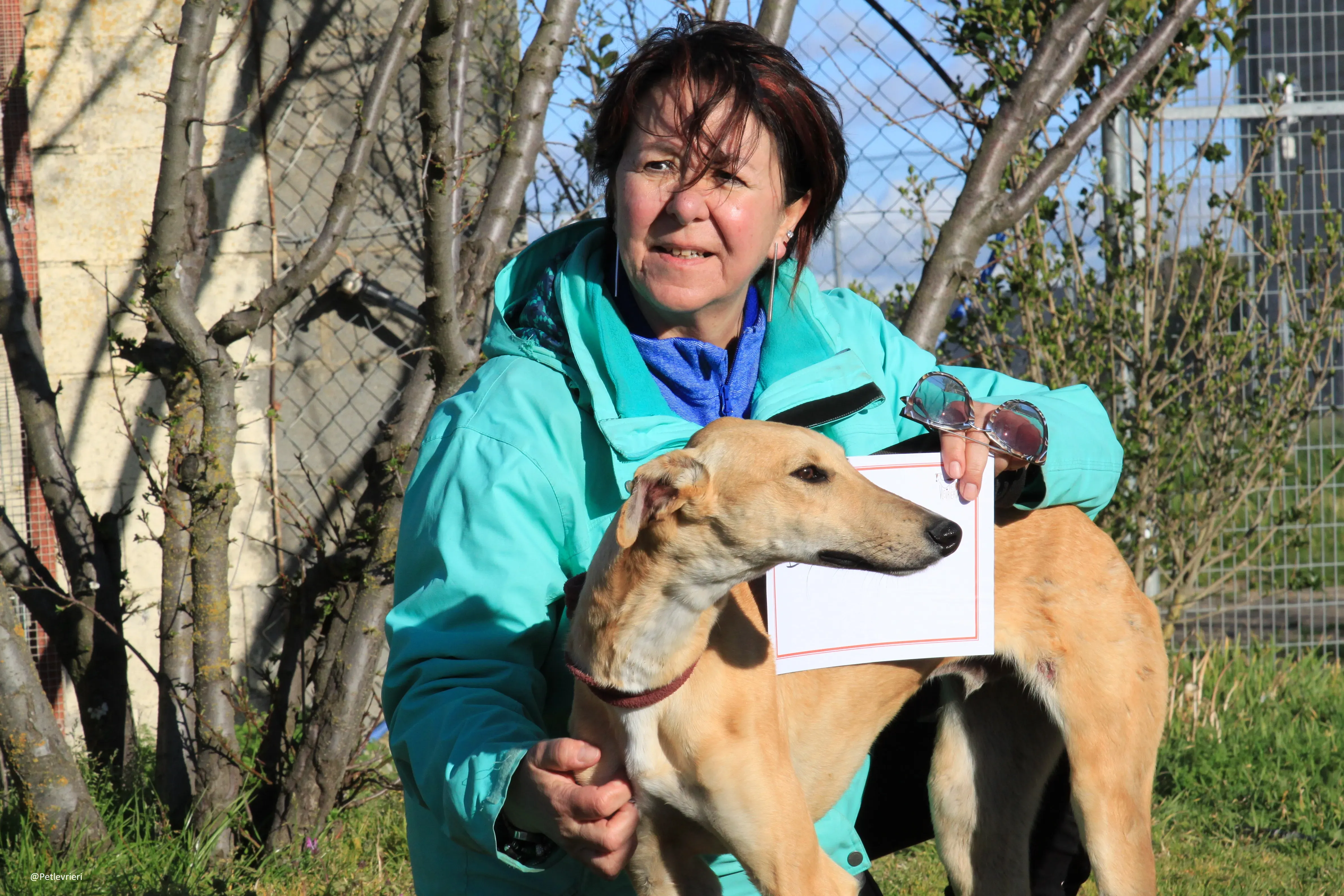 Bellino adozione levrieri galgo 33