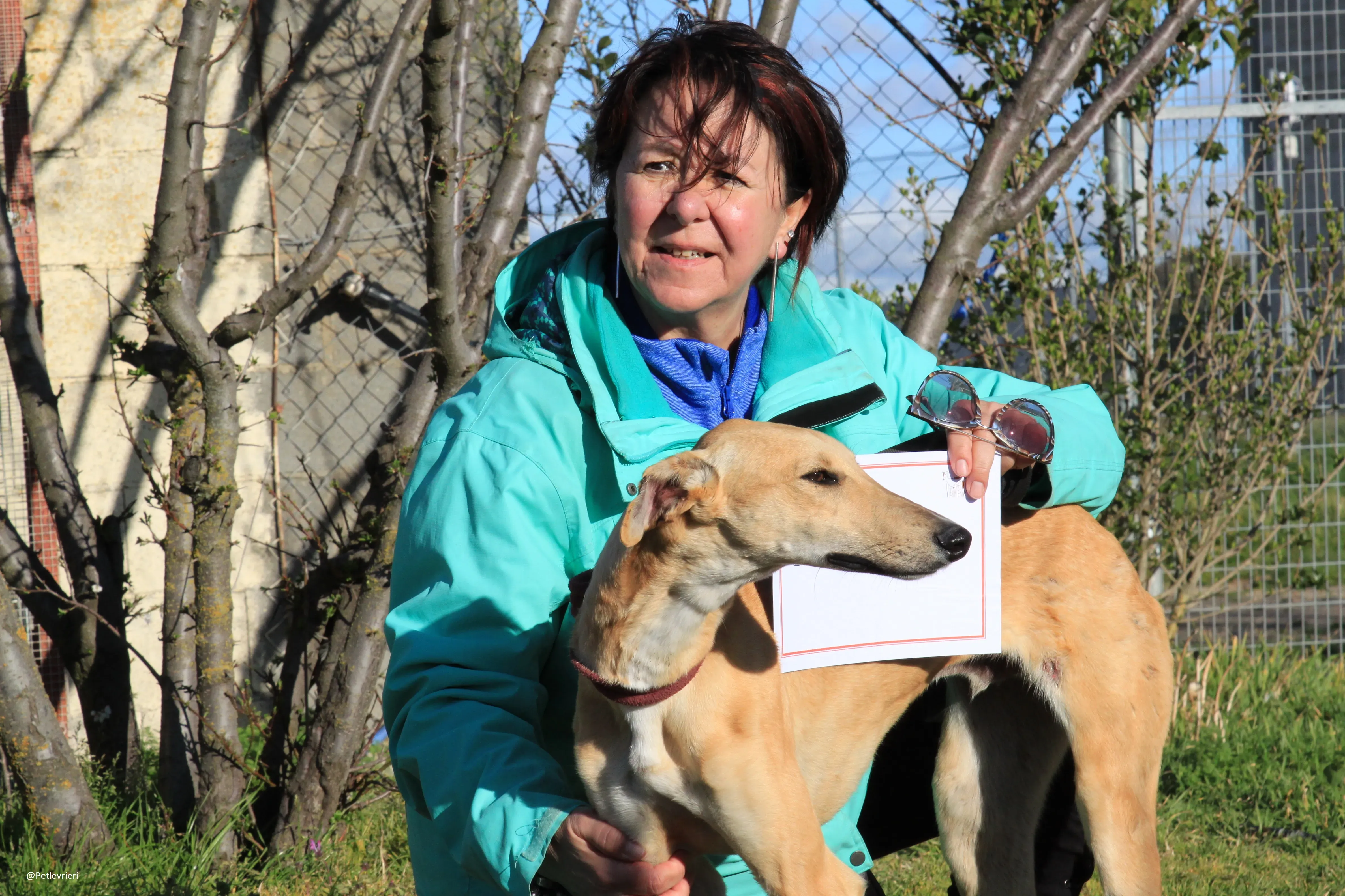 Bellino adozione levrieri galgo 34