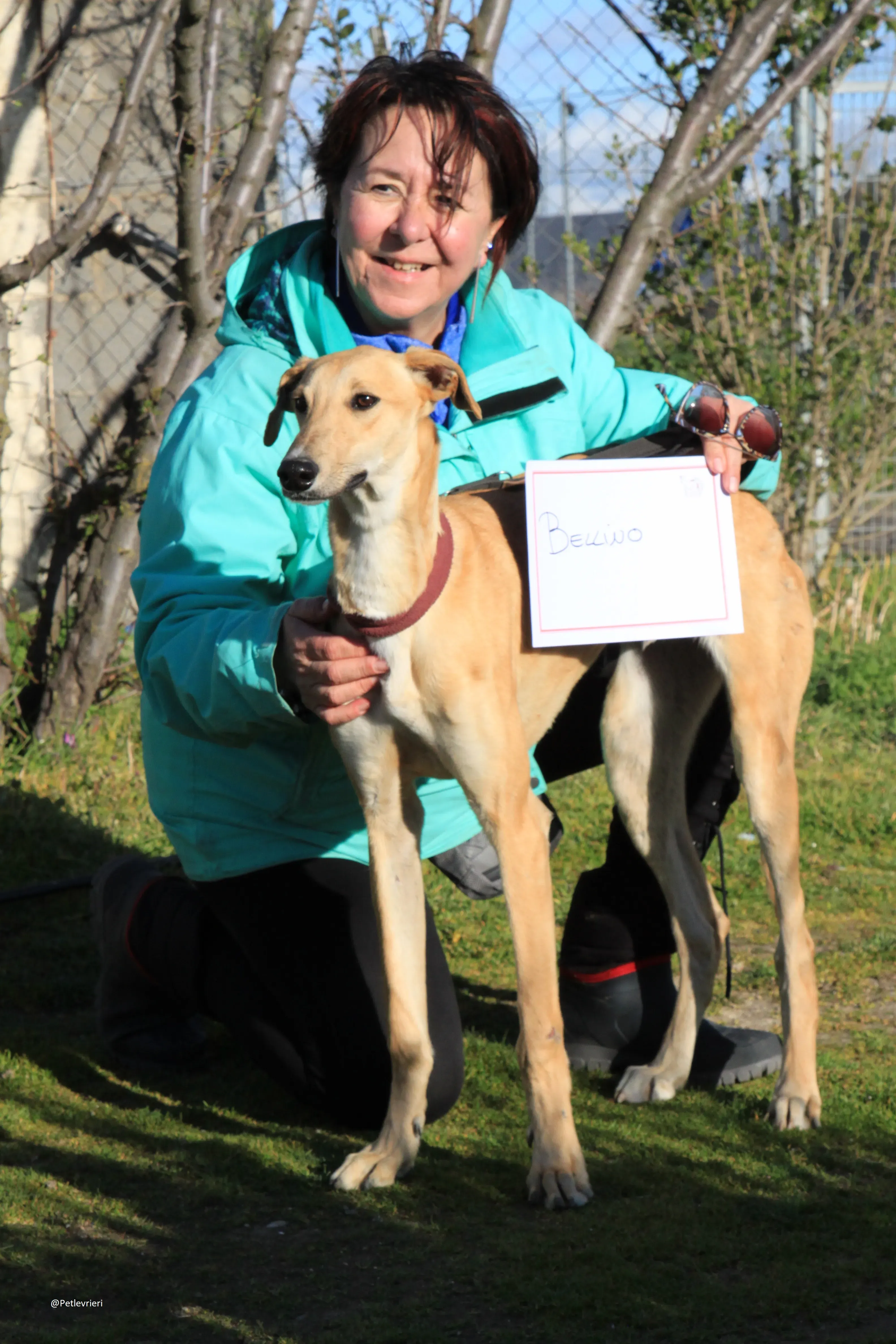 Bellino adozione levrieri galgo 35