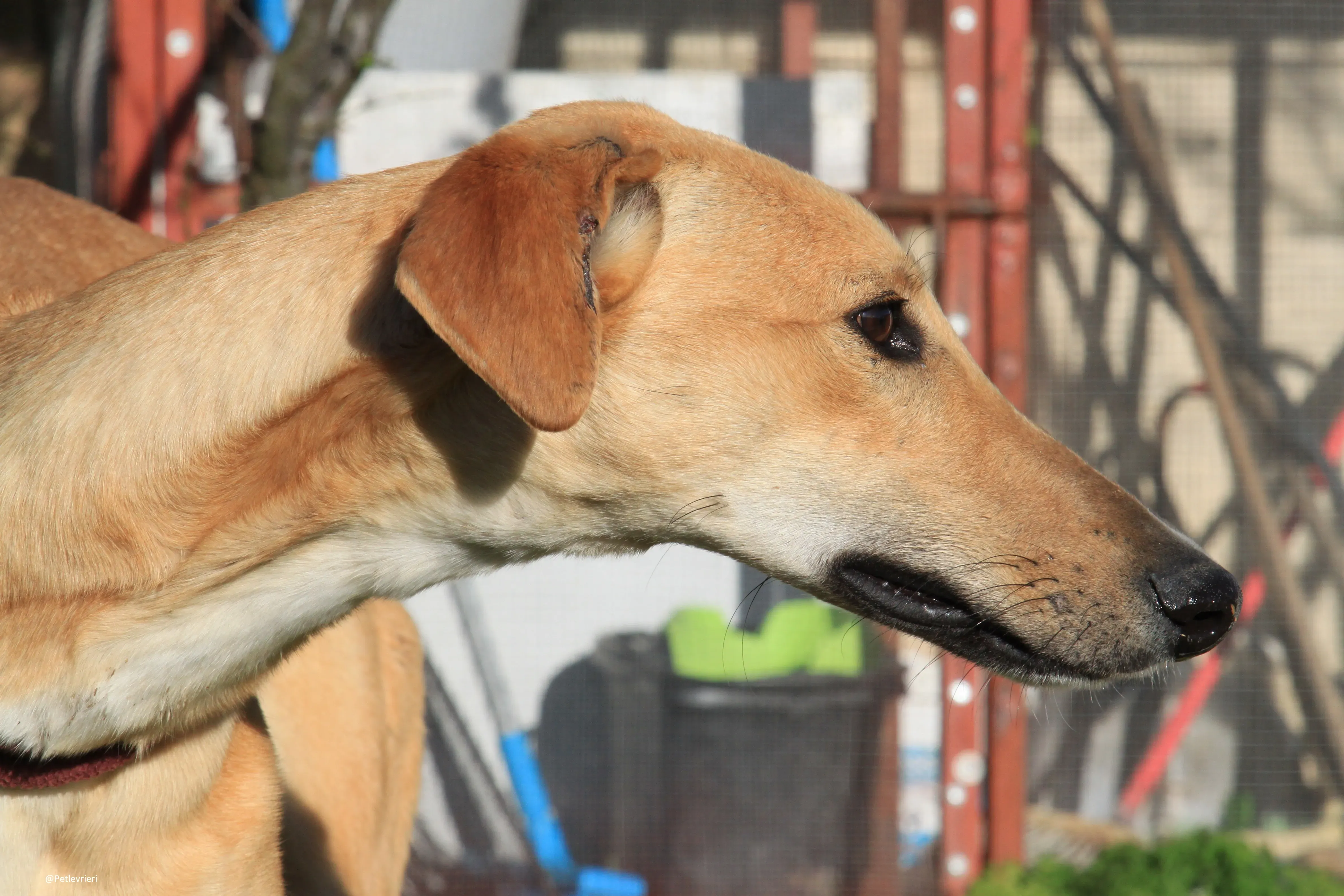 Bellino adozione levrieri galgo 36