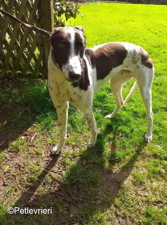 Benny adozione levrieri greyhound 1