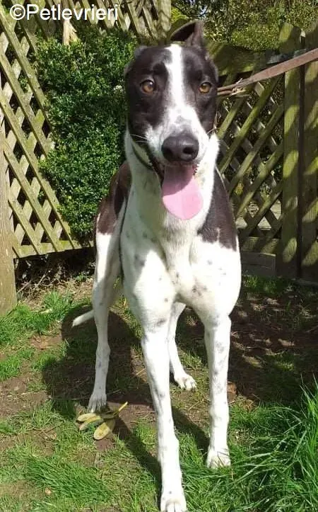 Benny adozione levrieri greyhound 2