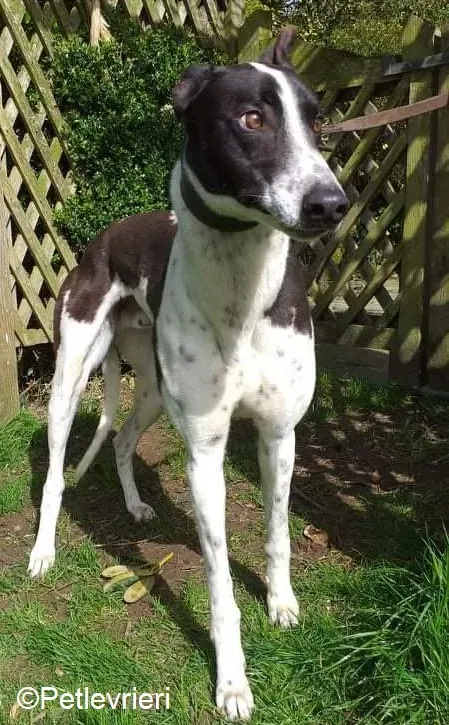 Benny adozione levrieri greyhound 3