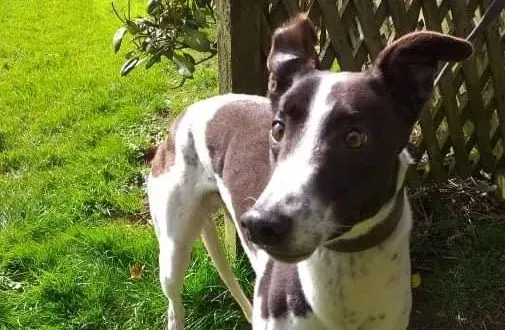 Benny adozione levrieri greyhound 4 e1617175198146