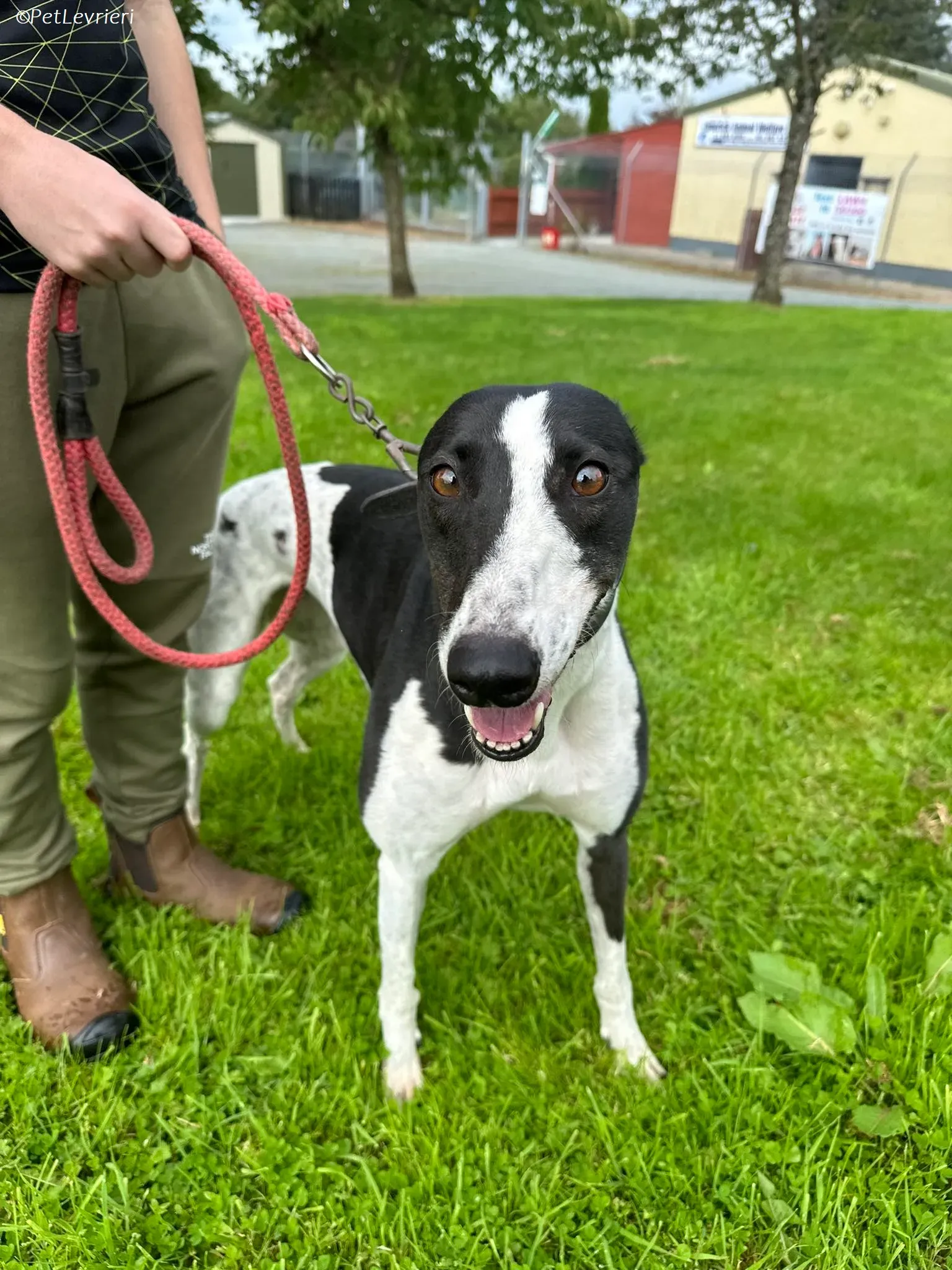 Berry adozione levrieri greyhound 1