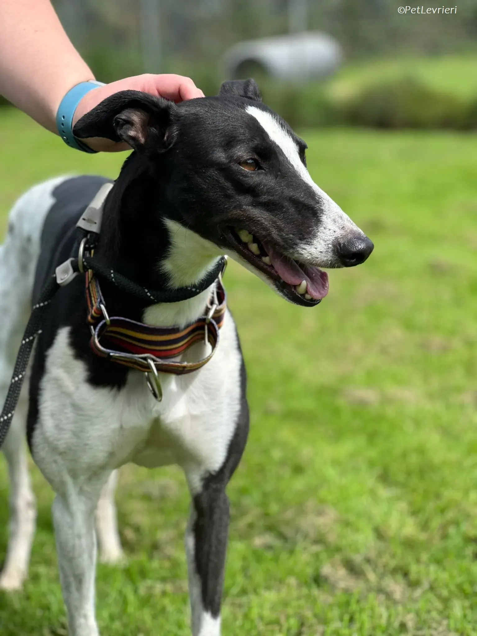 Berry adozione levrieri greyhound 10