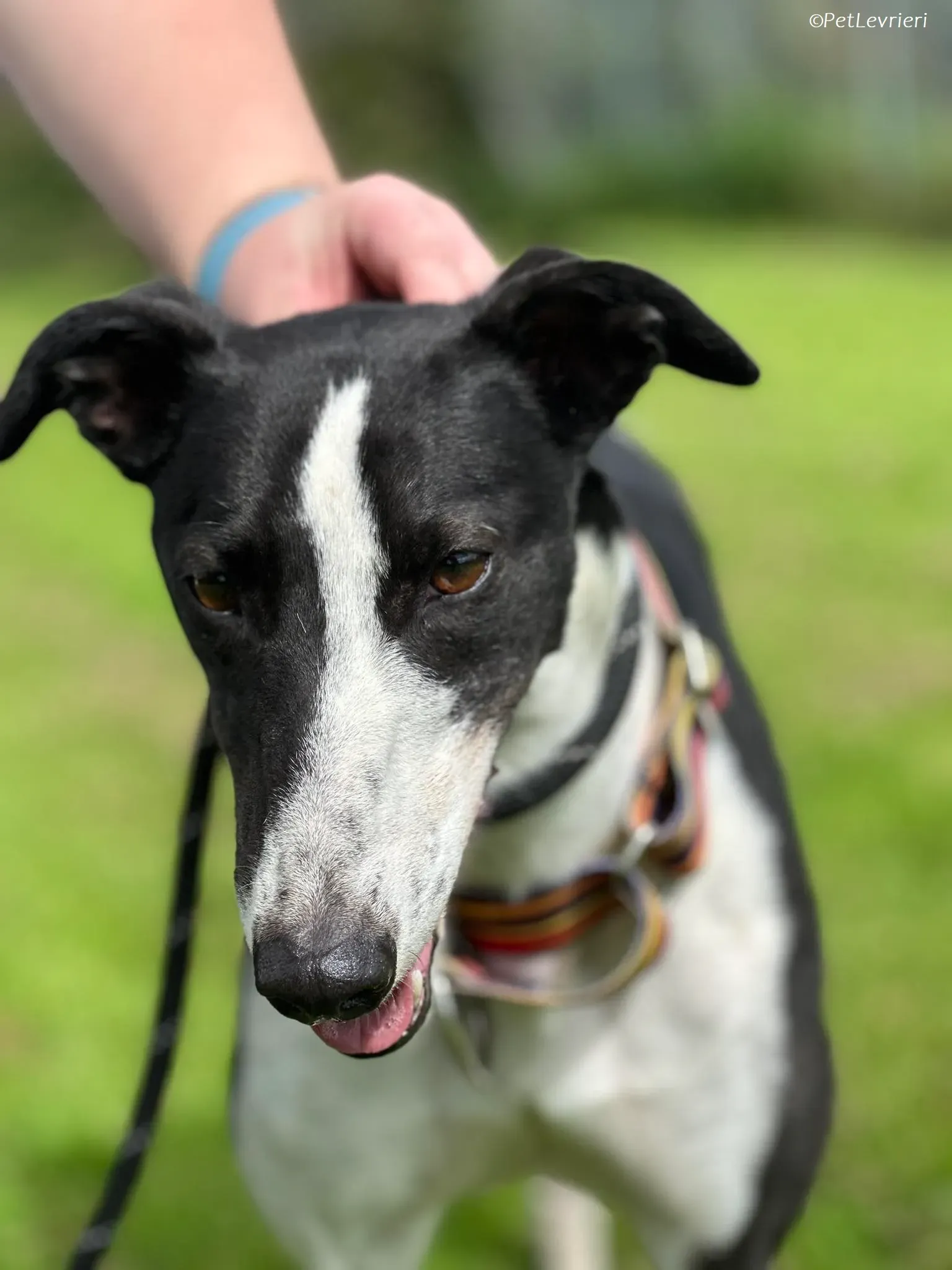 Berry adozione levrieri greyhound 11