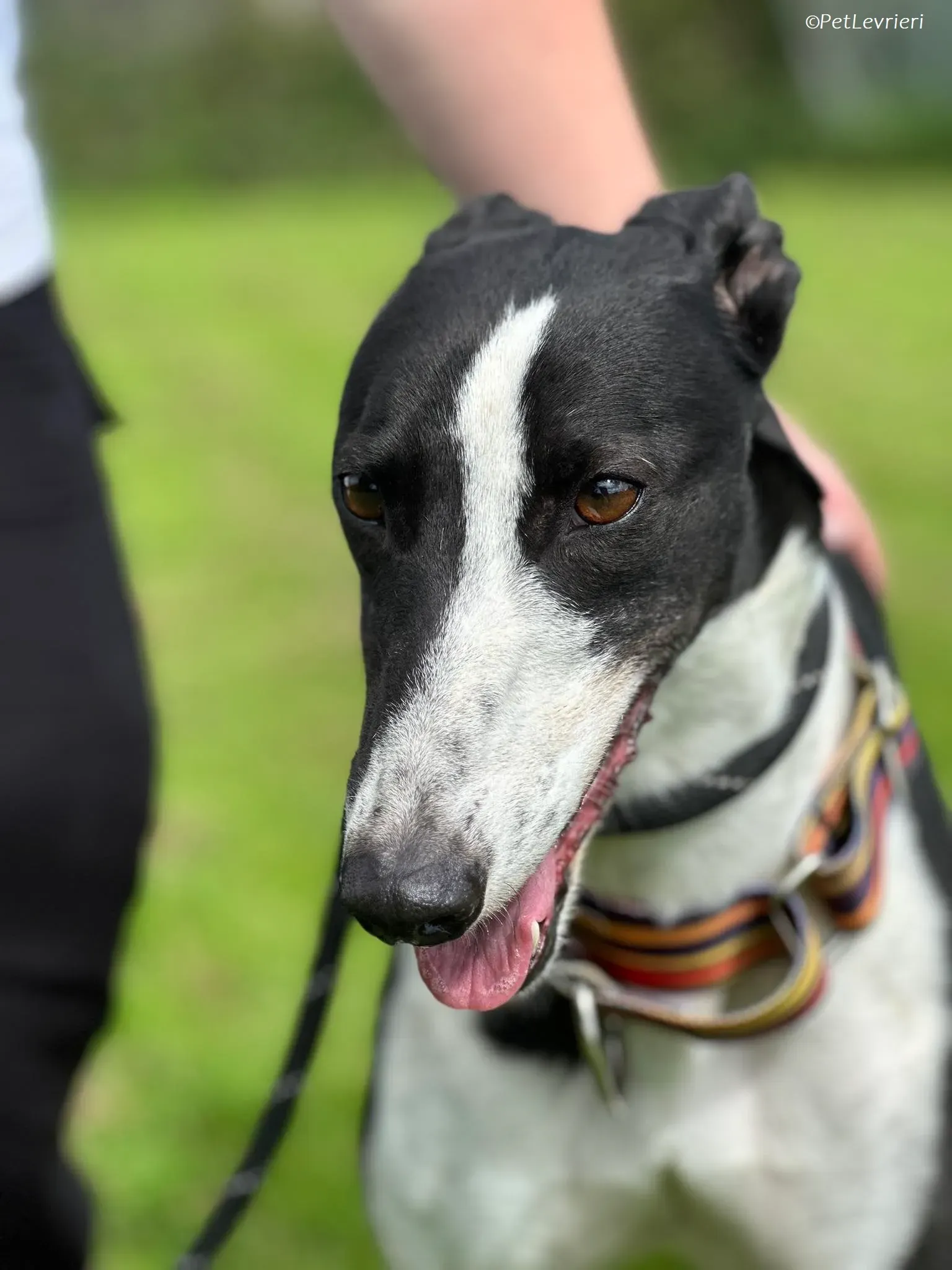 Berry adozione levrieri greyhound 13