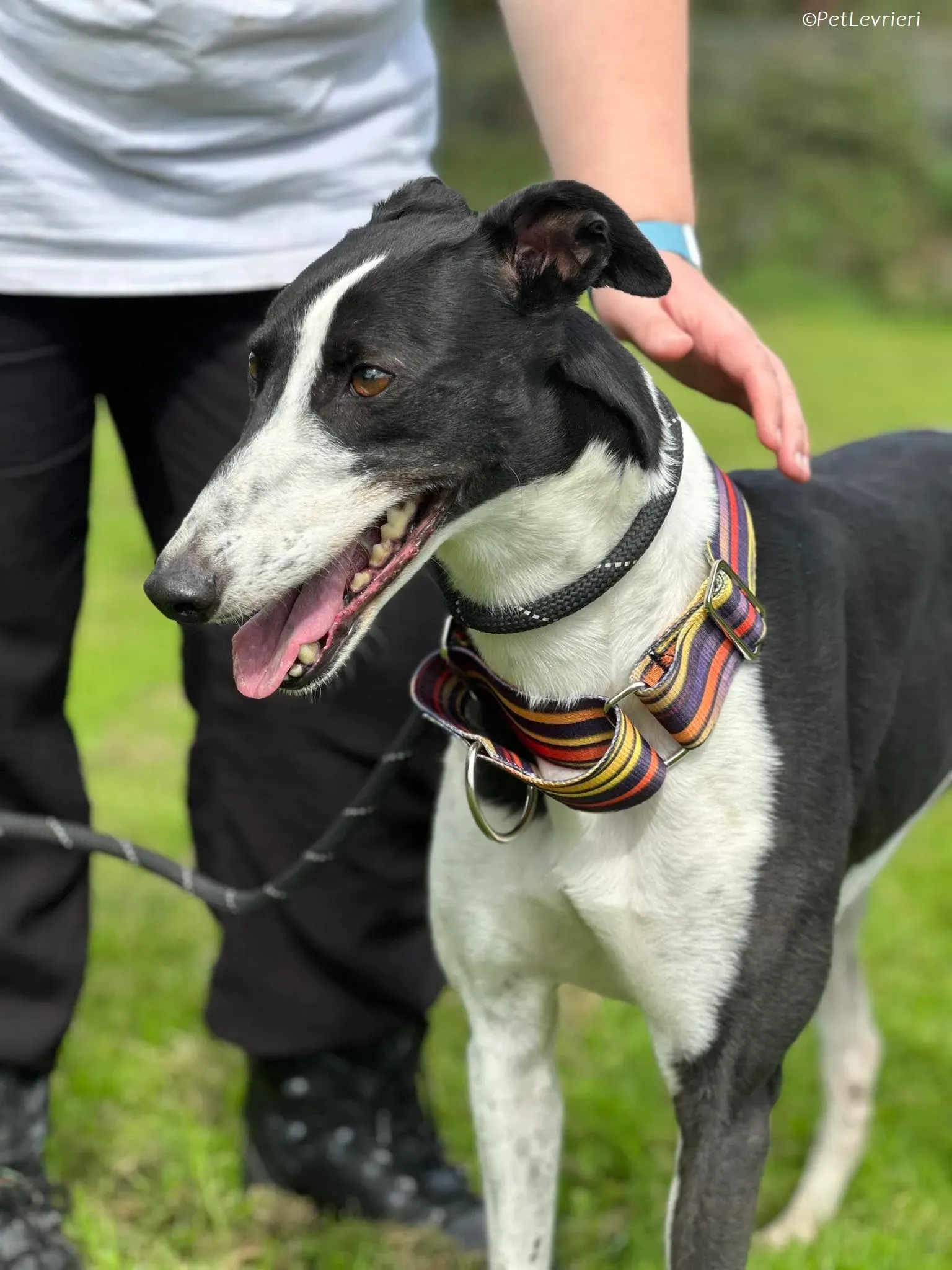 Berry adozione levrieri greyhound 14