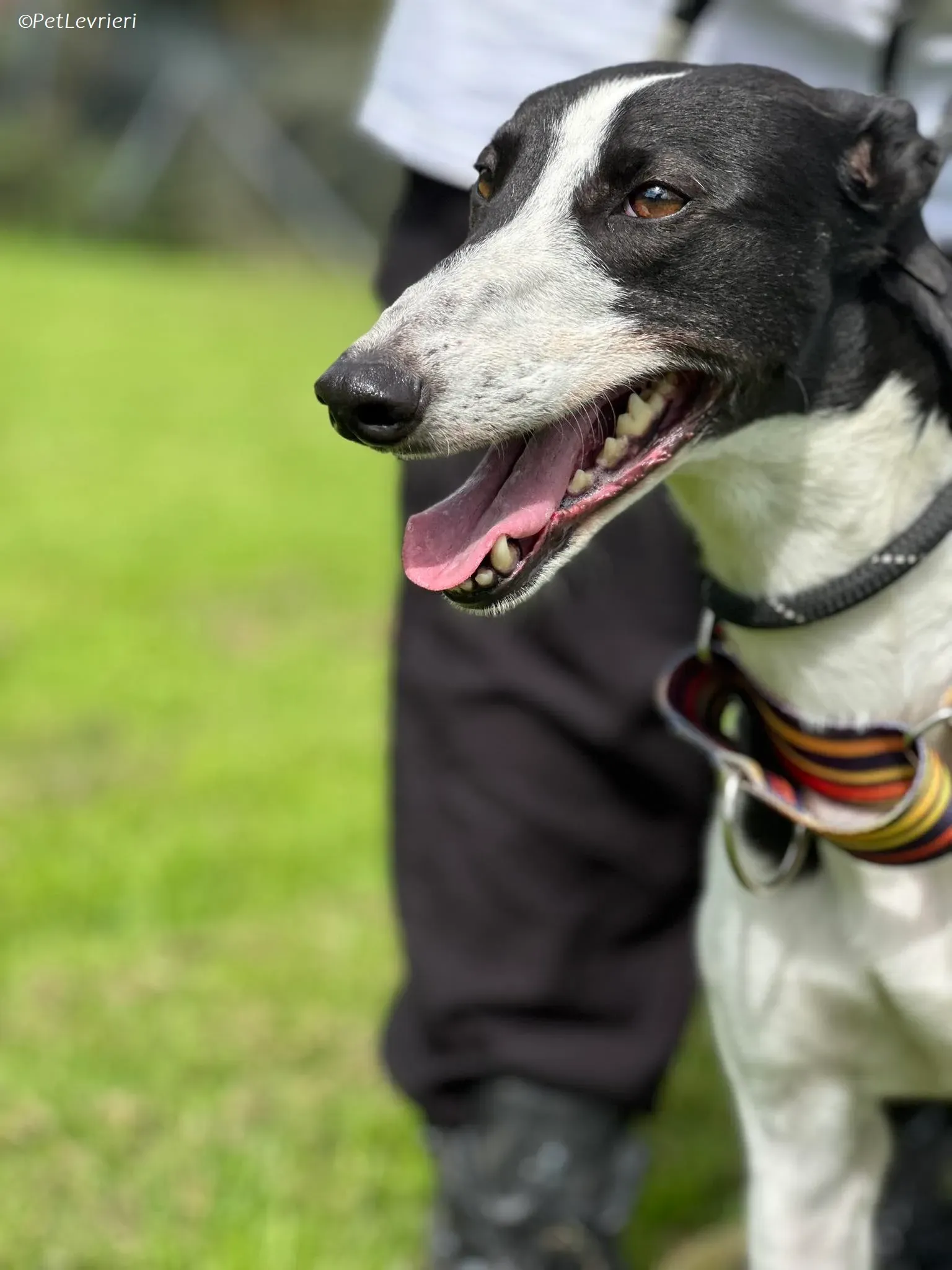 Berry adozione levrieri greyhound 15