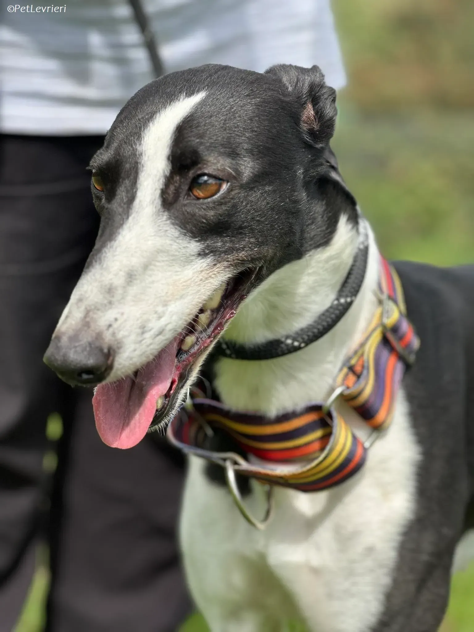 Berry adozione levrieri greyhound 16