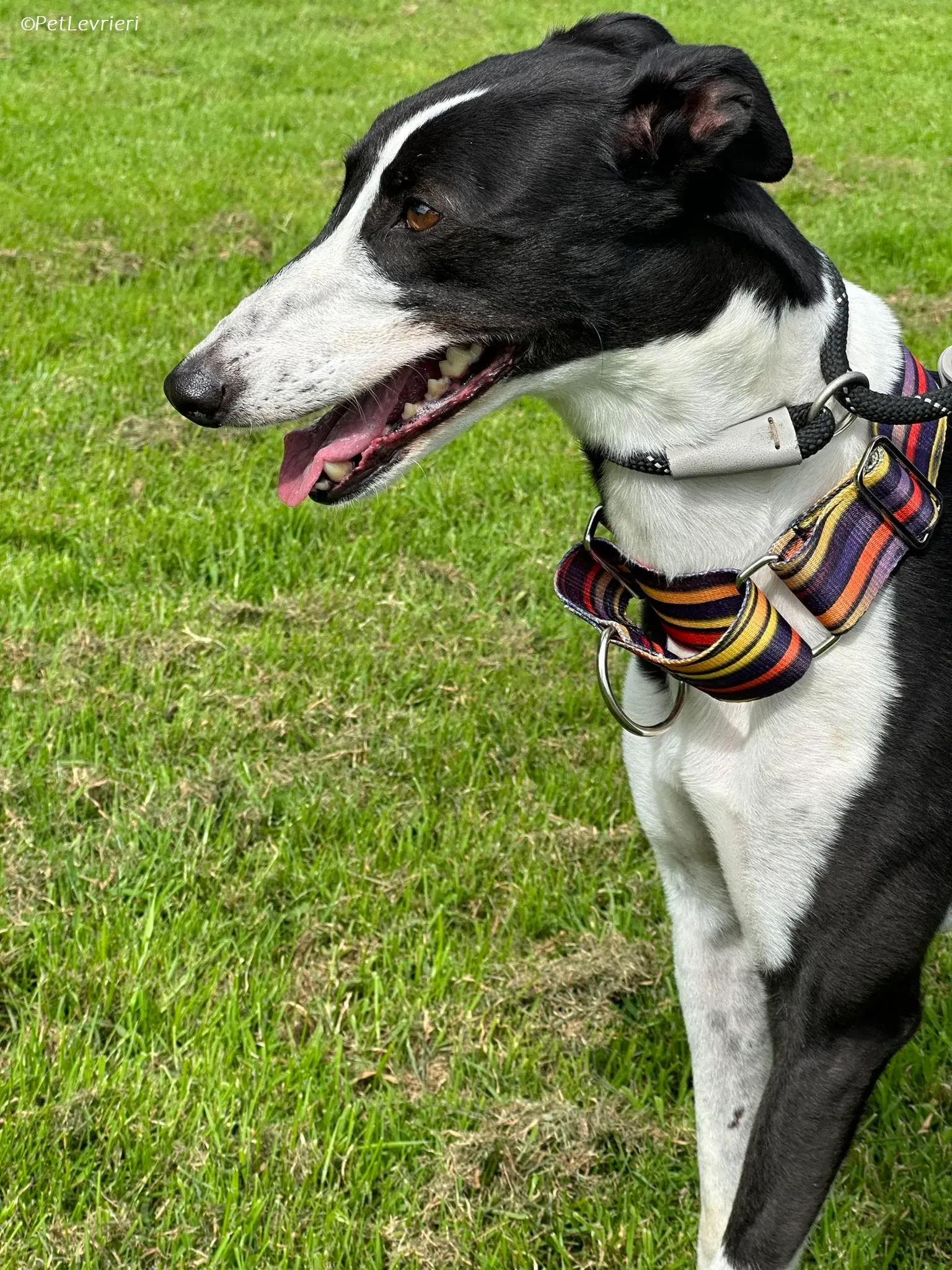 Berry adozione levrieri greyhound 17