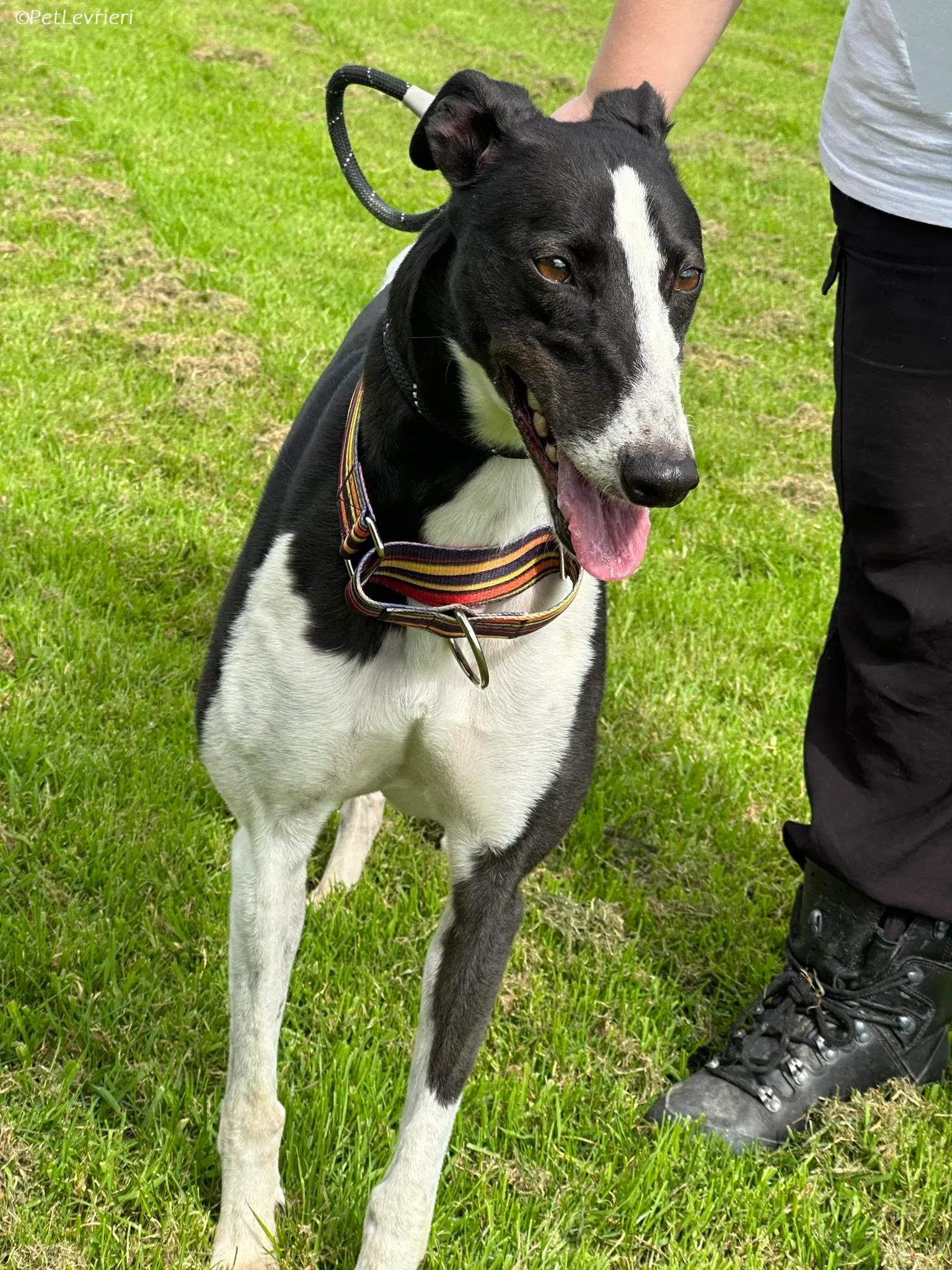 Berry adozione levrieri greyhound 18