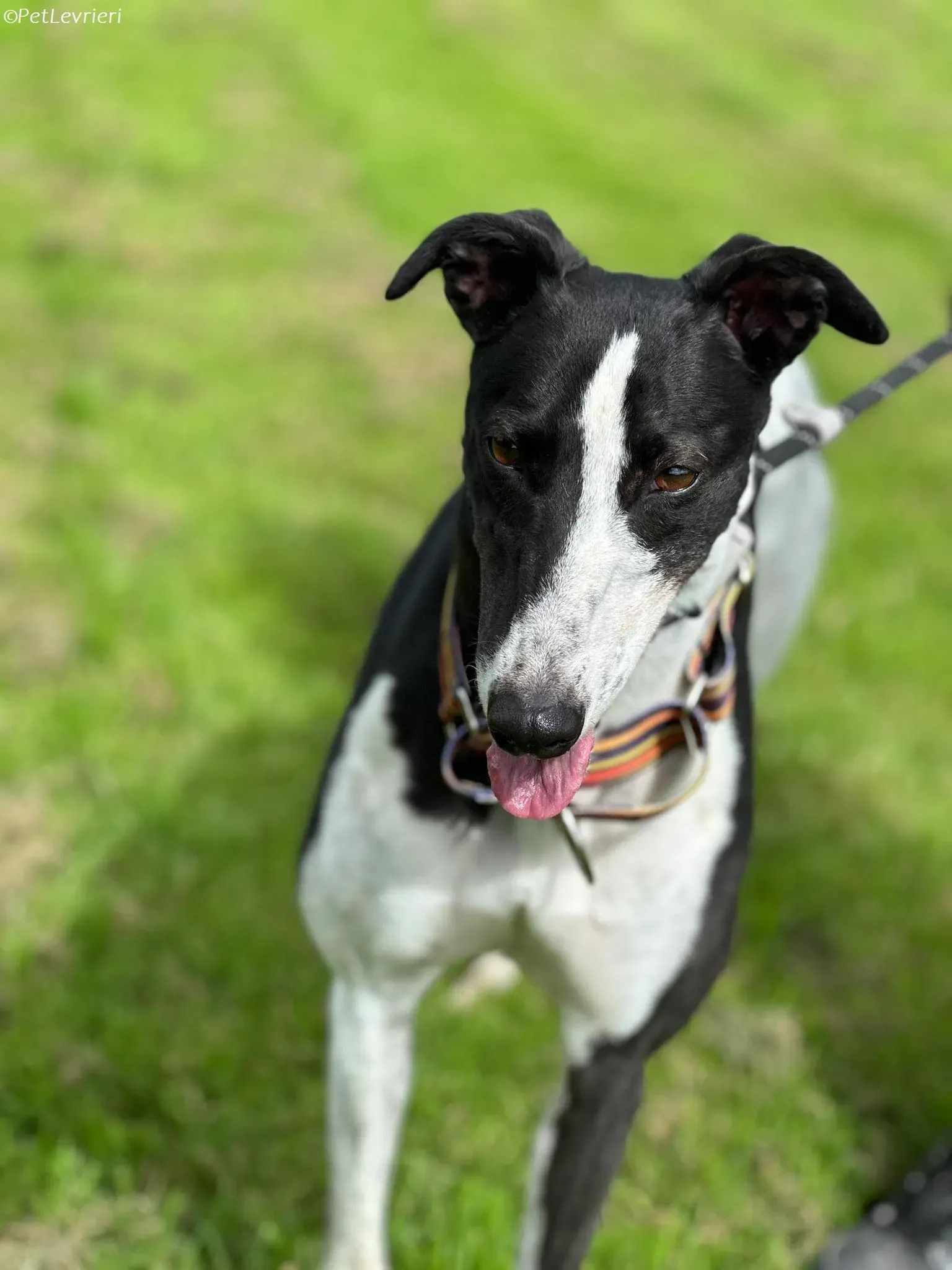 Berry adozione levrieri greyhound 19