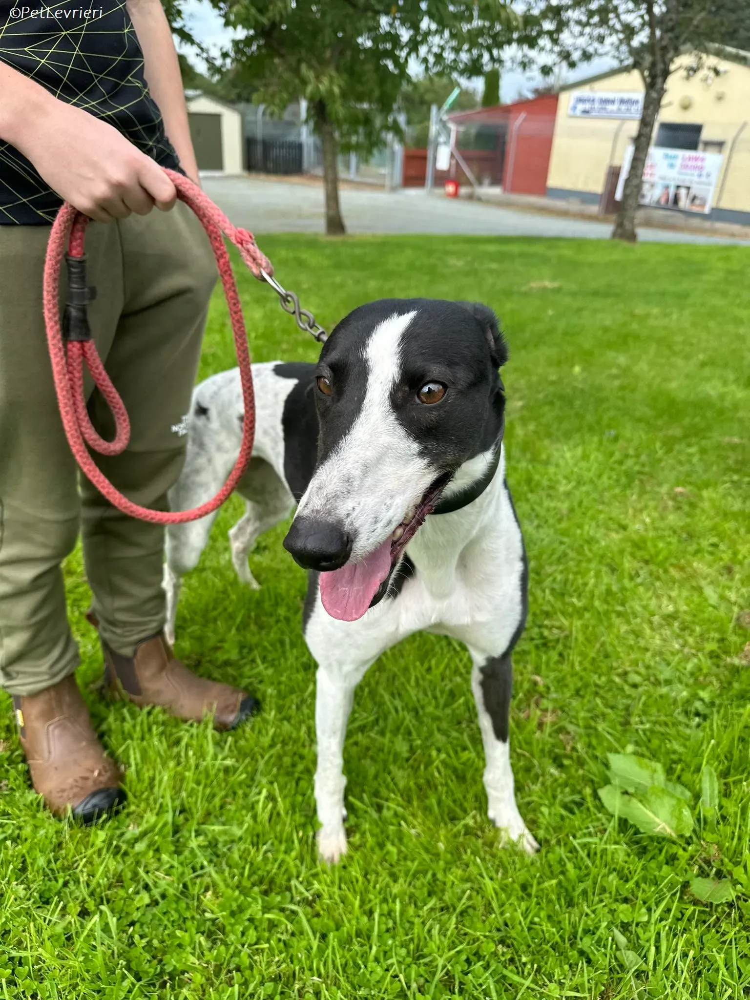 Berry adozione levrieri greyhound 2