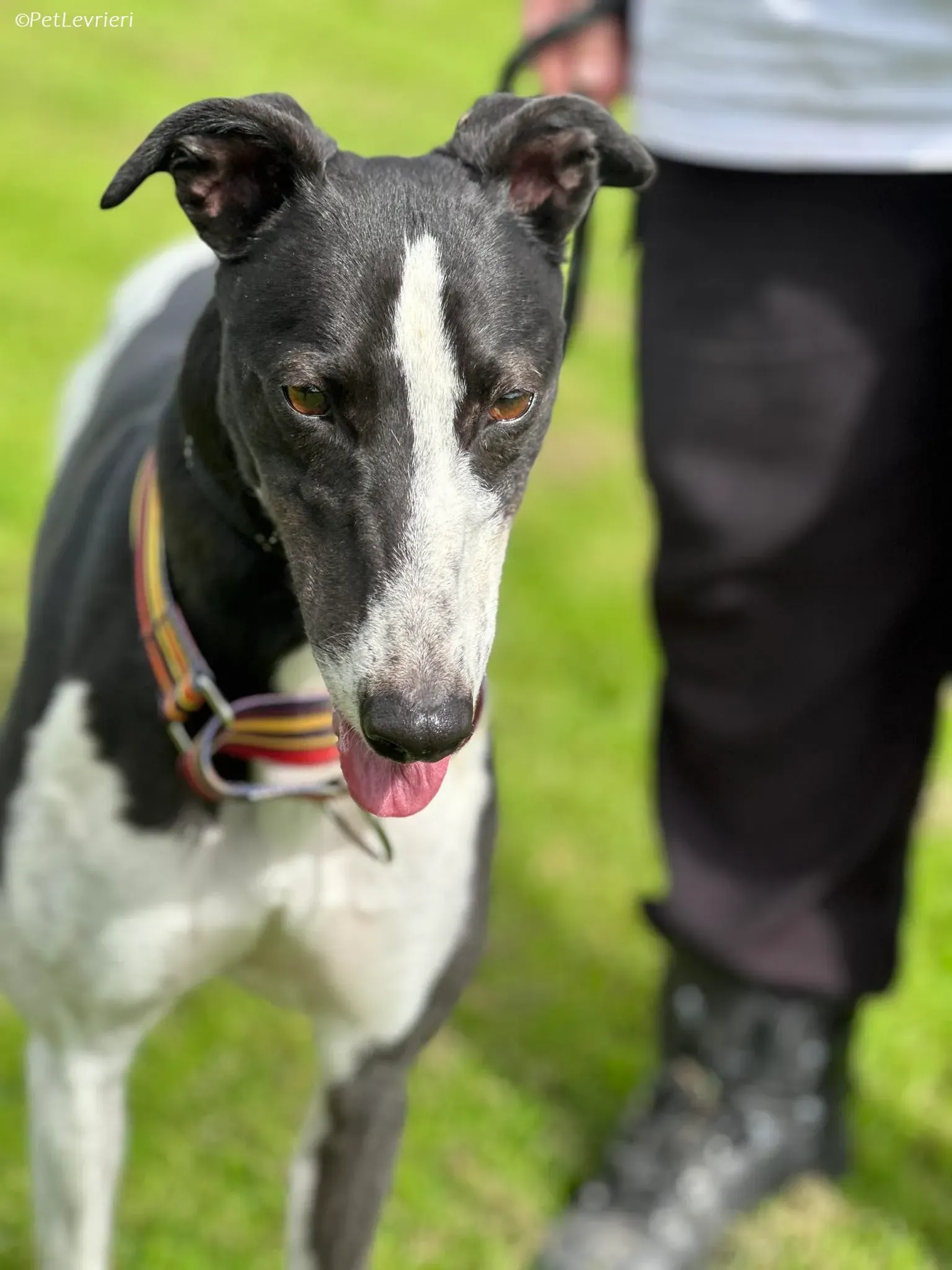 Berry adozione levrieri greyhound 20