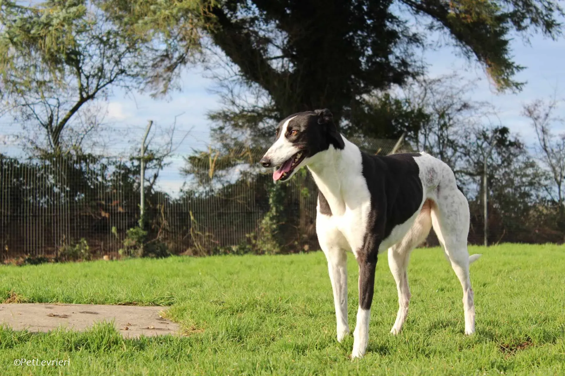 Berry adozione levrieri greyhound 21