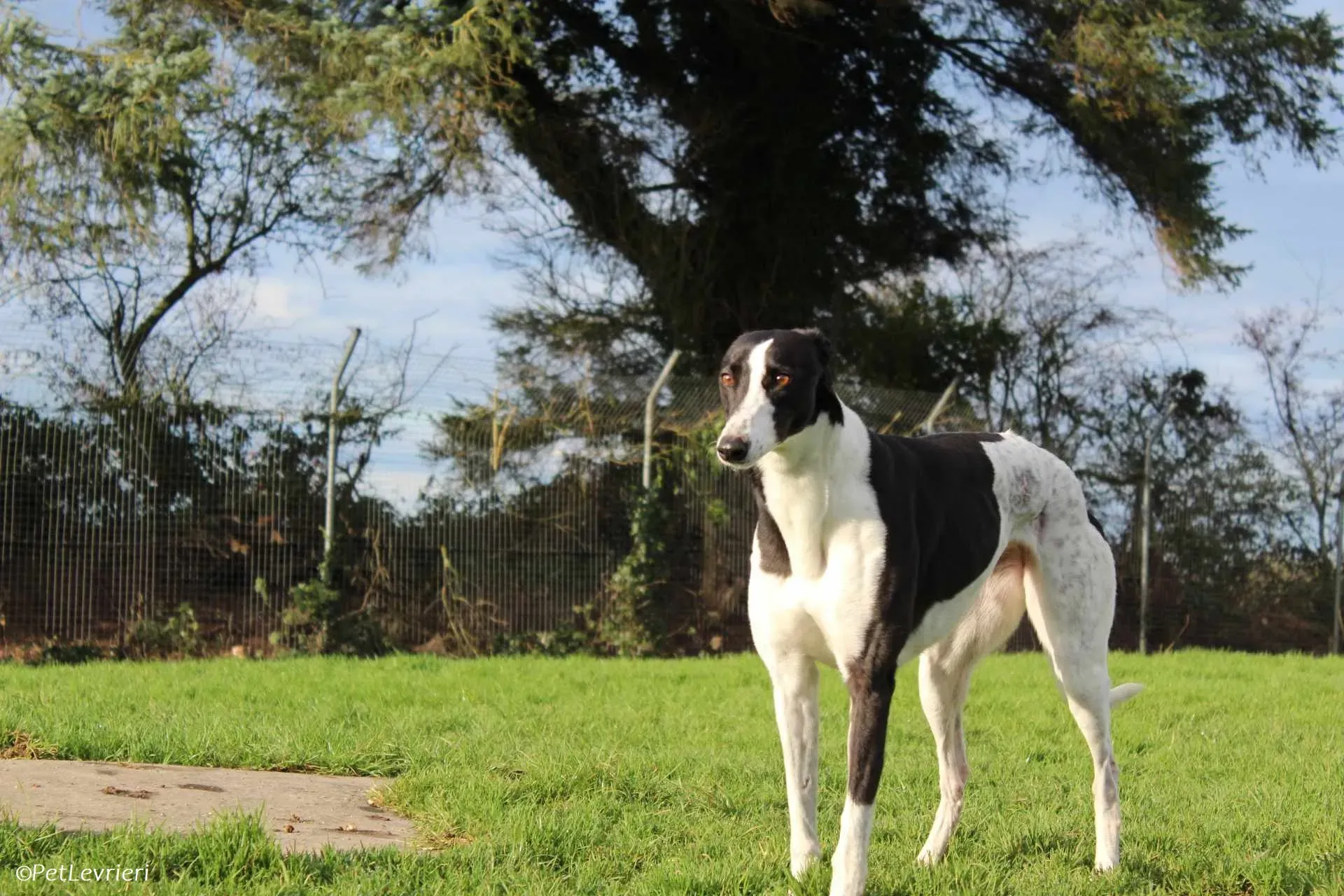 Berry adozione levrieri greyhound 22