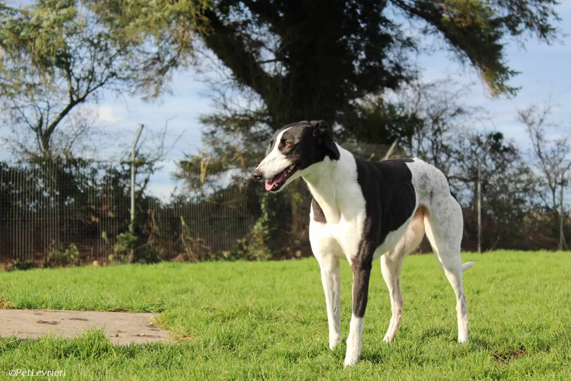 Berry adozione levrieri greyhound 23