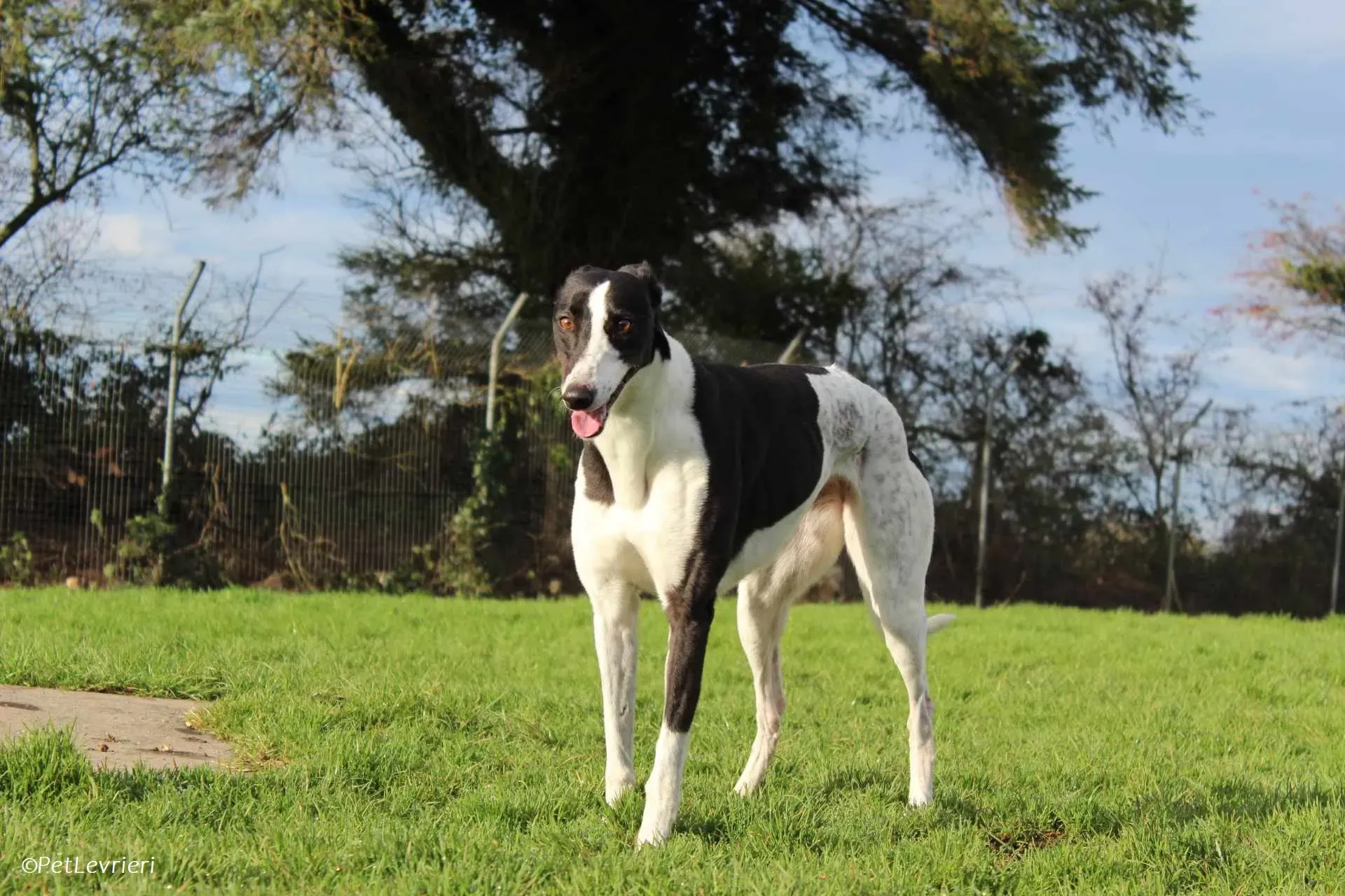 Berry adozione levrieri greyhound 24