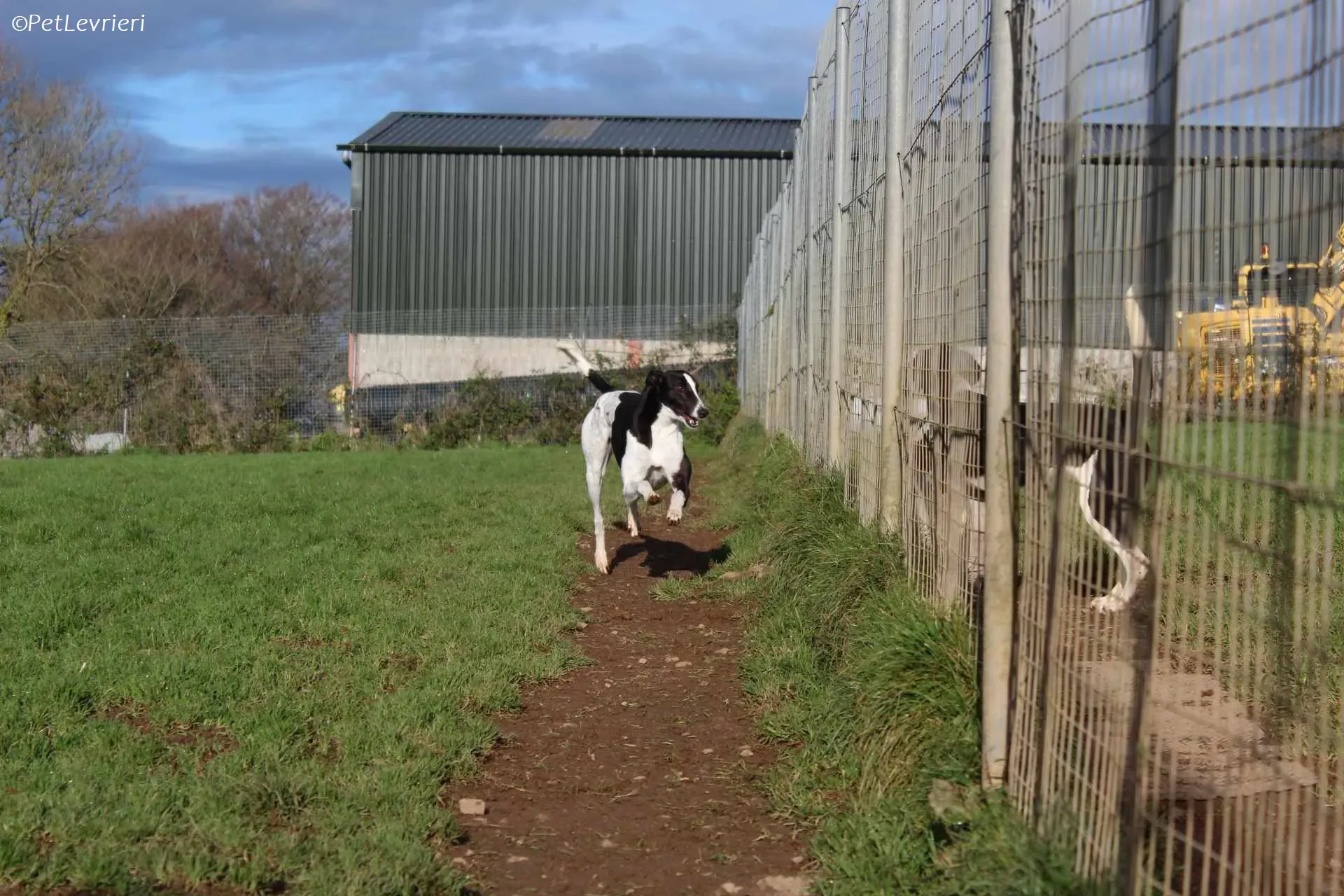 Berry adozione levrieri greyhound 25