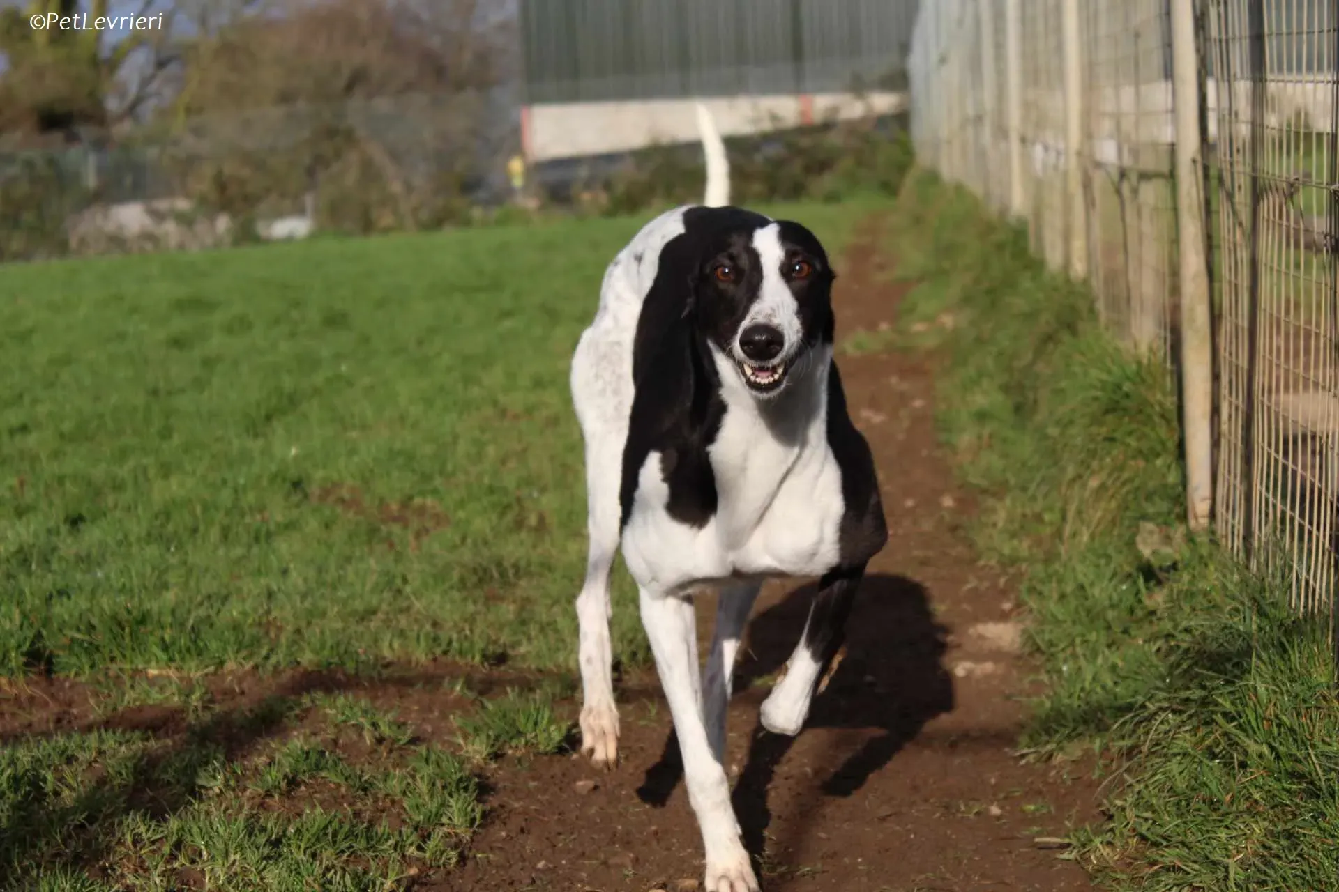 Berry adozione levrieri greyhound 26