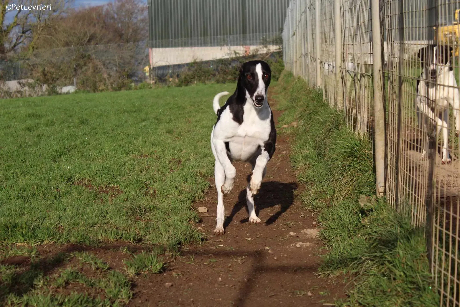 Berry adozione levrieri greyhound 27