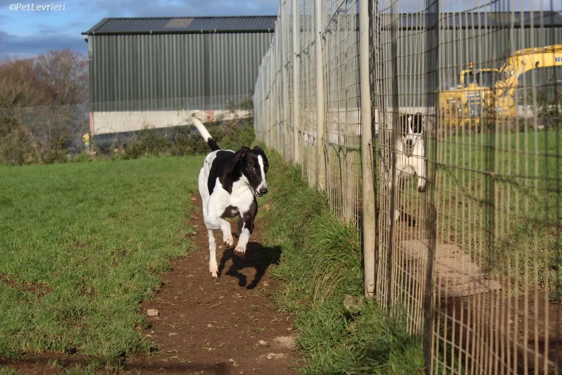 Berry adozione levrieri greyhound 28