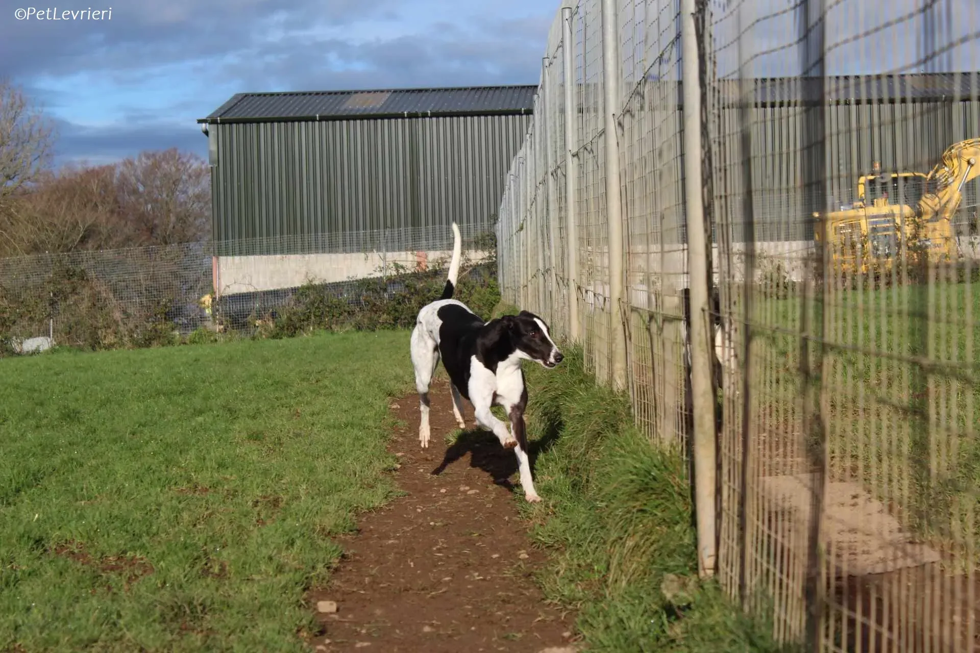 Berry adozione levrieri greyhound 29