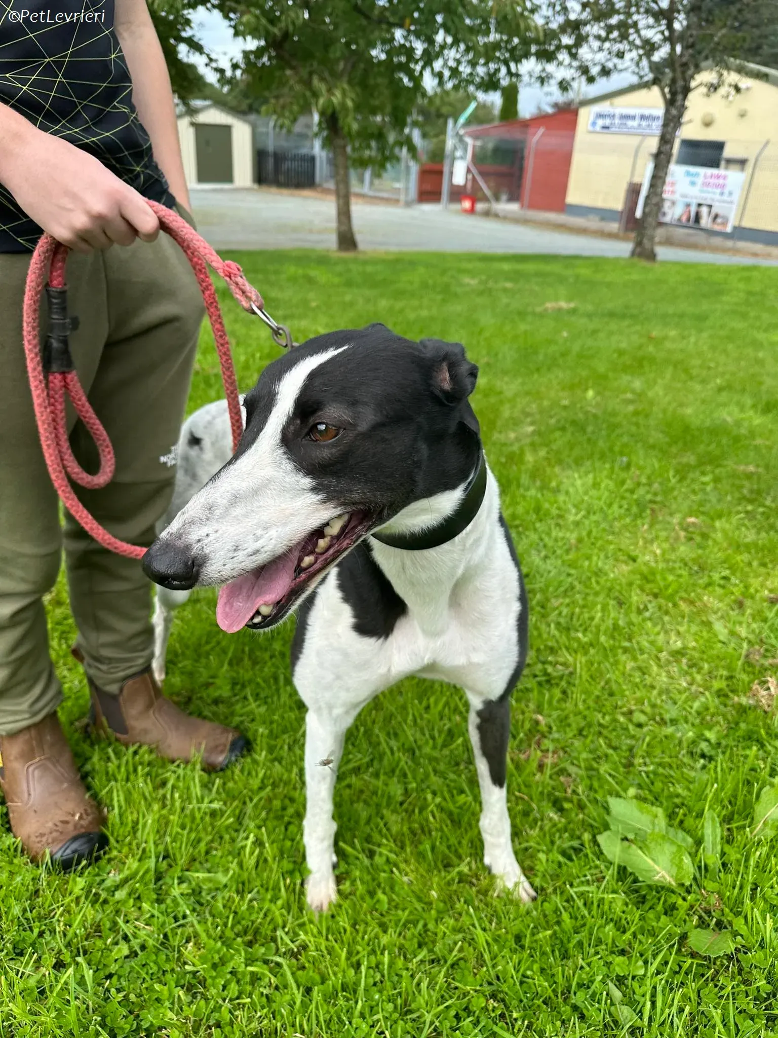 Berry adozione levrieri greyhound 3