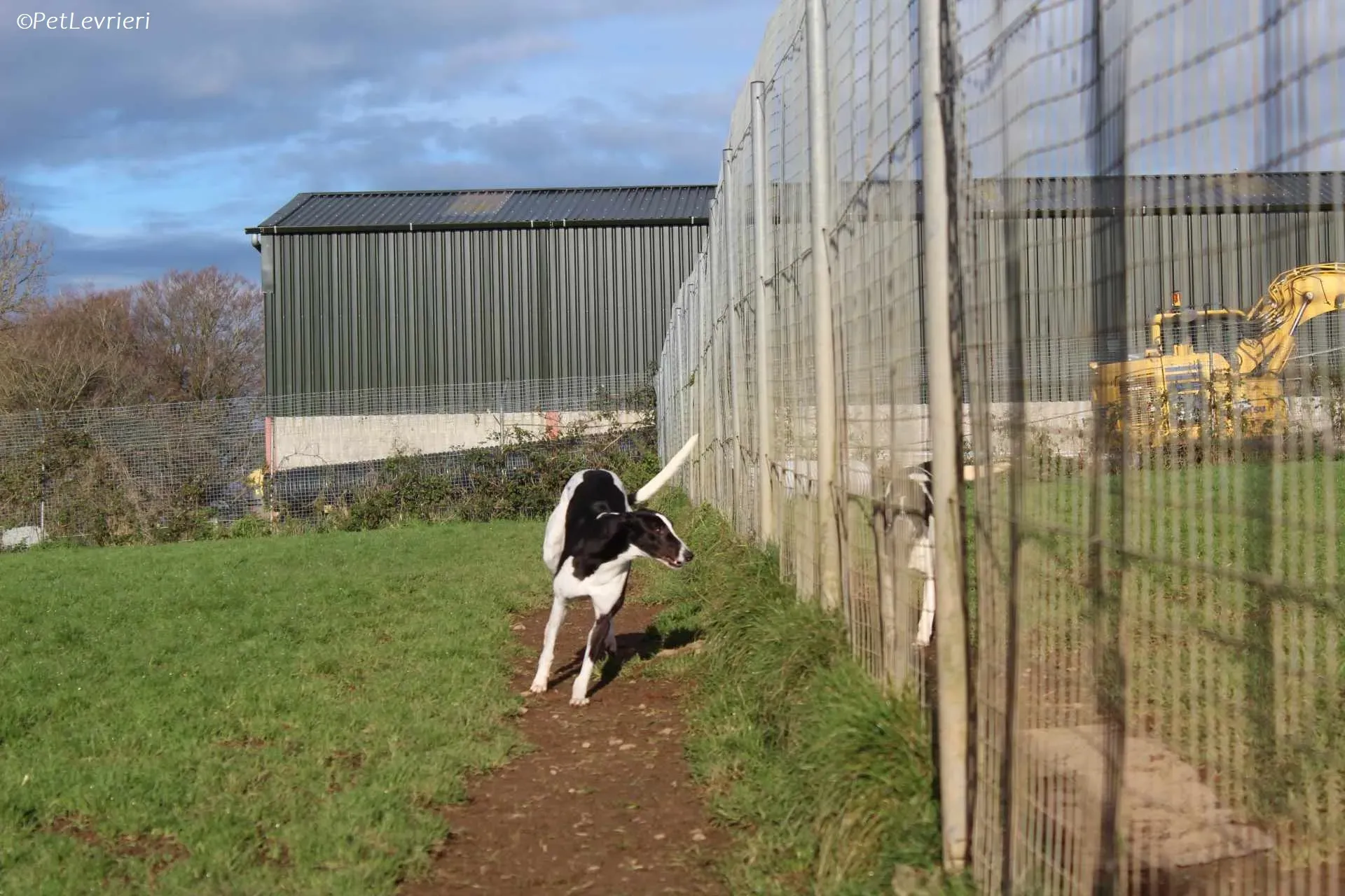 Berry adozione levrieri greyhound 30