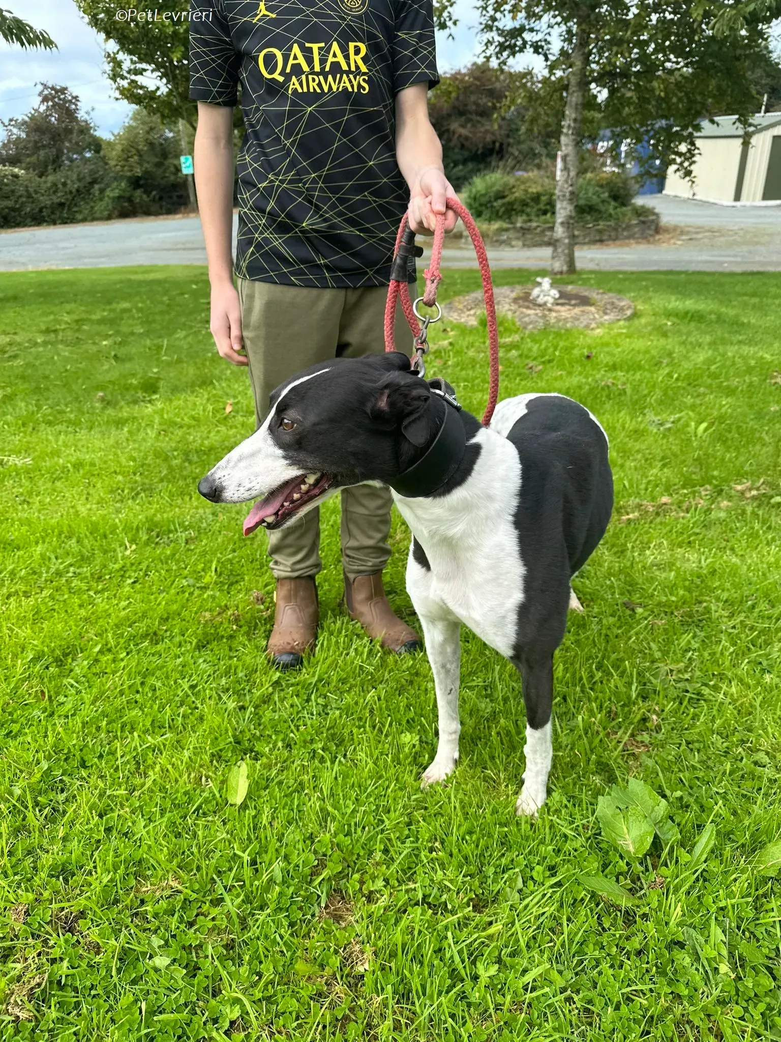 Berry adozione levrieri greyhound 4